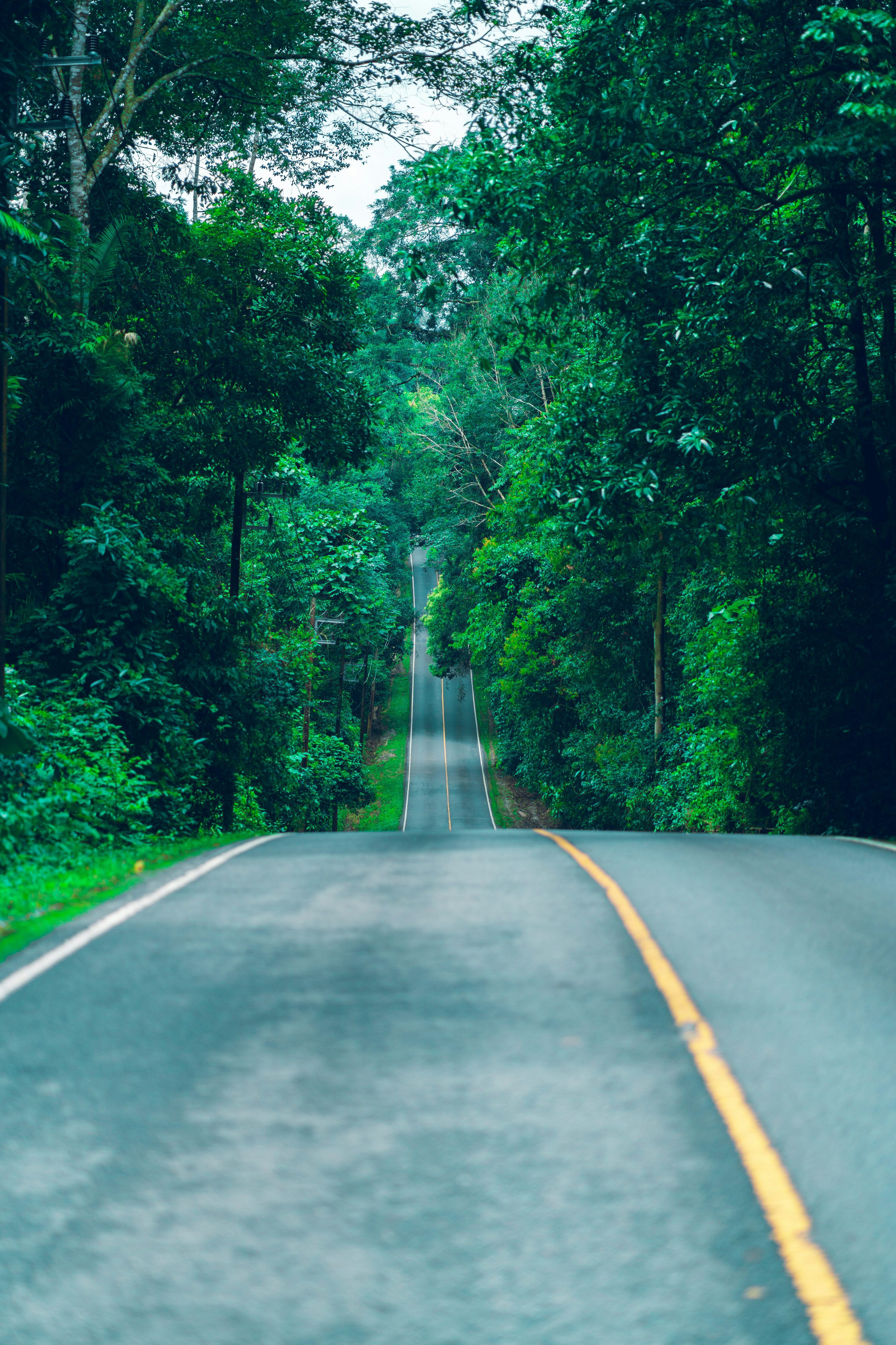 3000x4500 Gray concrete road in between green trees during daytime photo