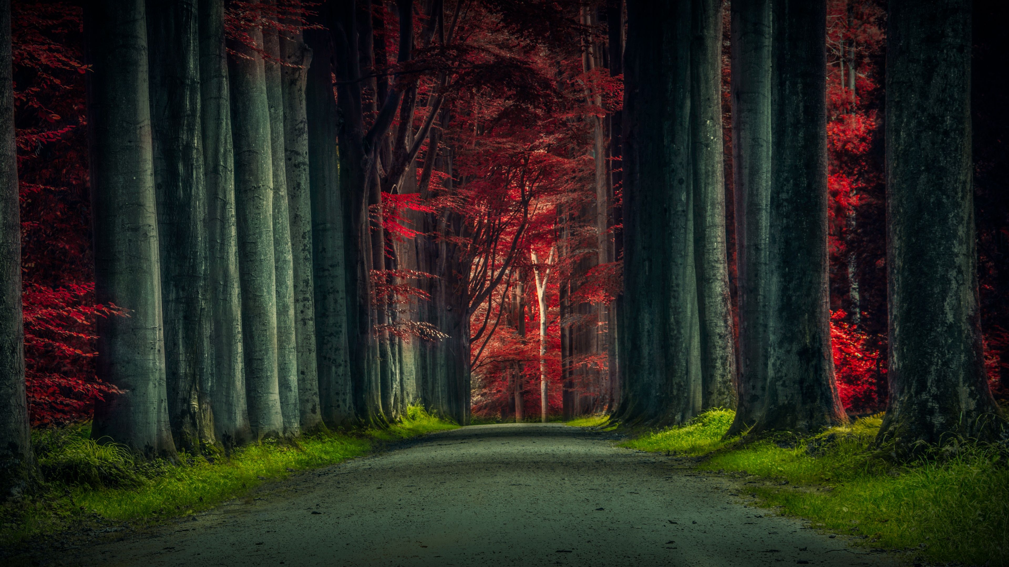 3840x2160 Forest Road Wallpaper 4K, Trees, Woods, Sunset