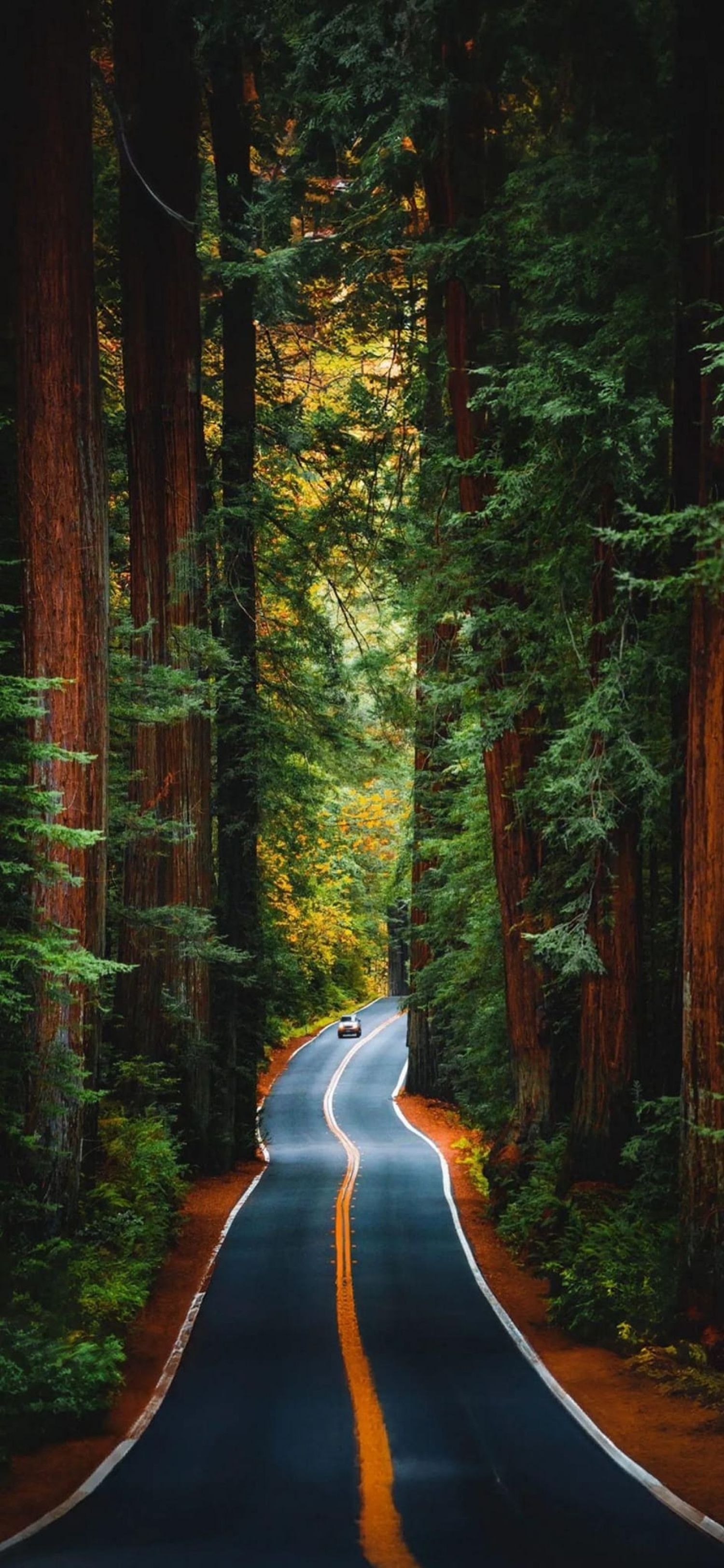 1500x3250 Road In The Forest Tall Trees