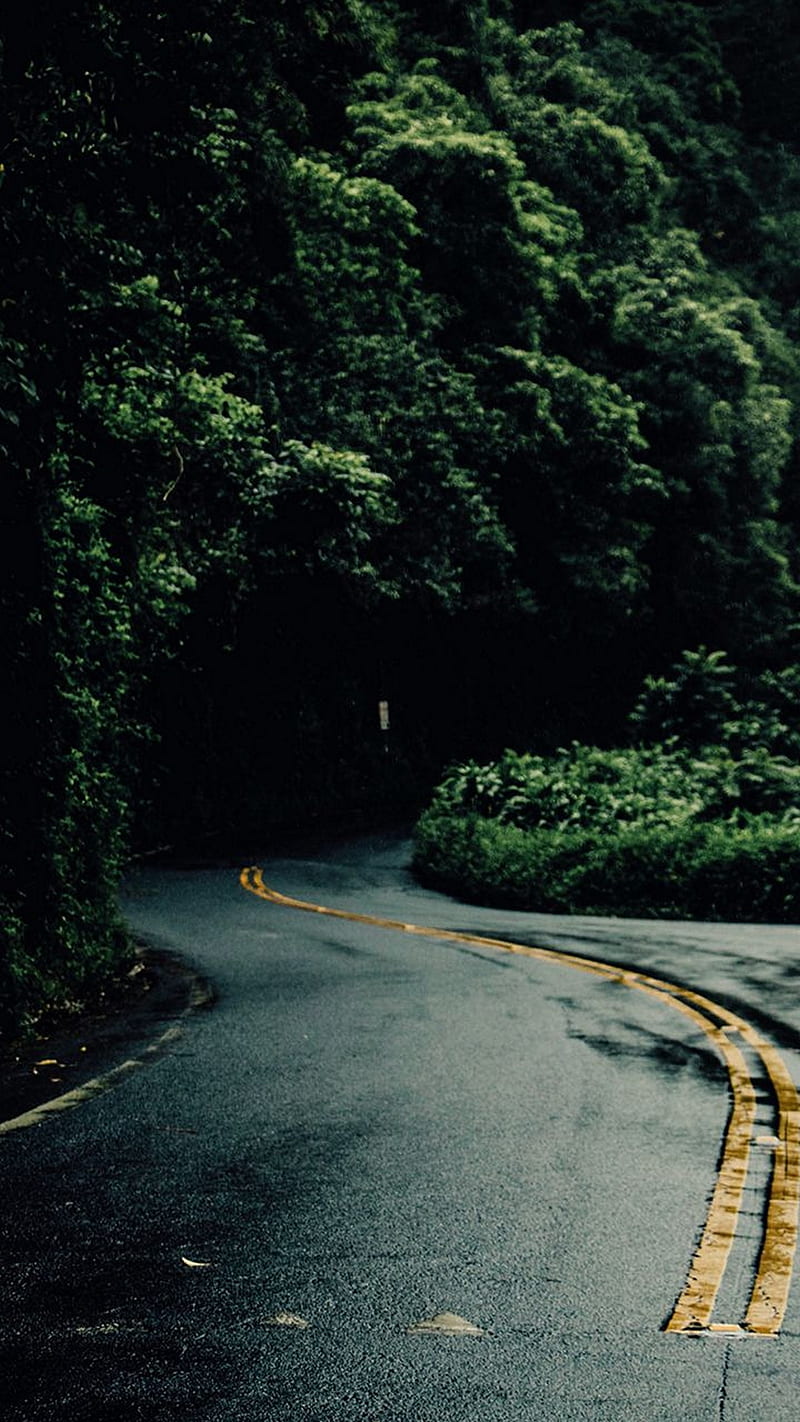 800x1422 Forest, road way, tree, dark, tunnel, HD phone wallpaper