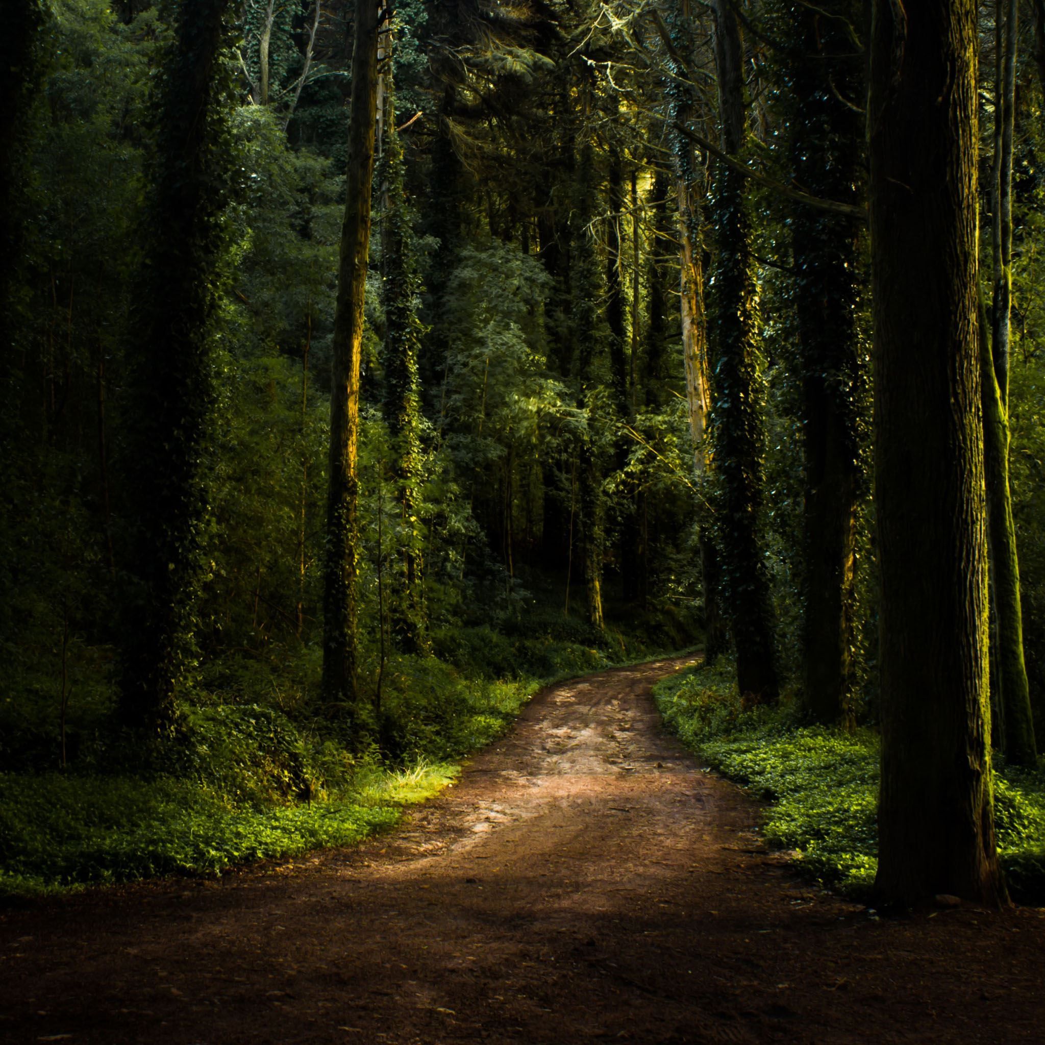 2048x2048 Forest Road iPad Air Wallpaper Free Download