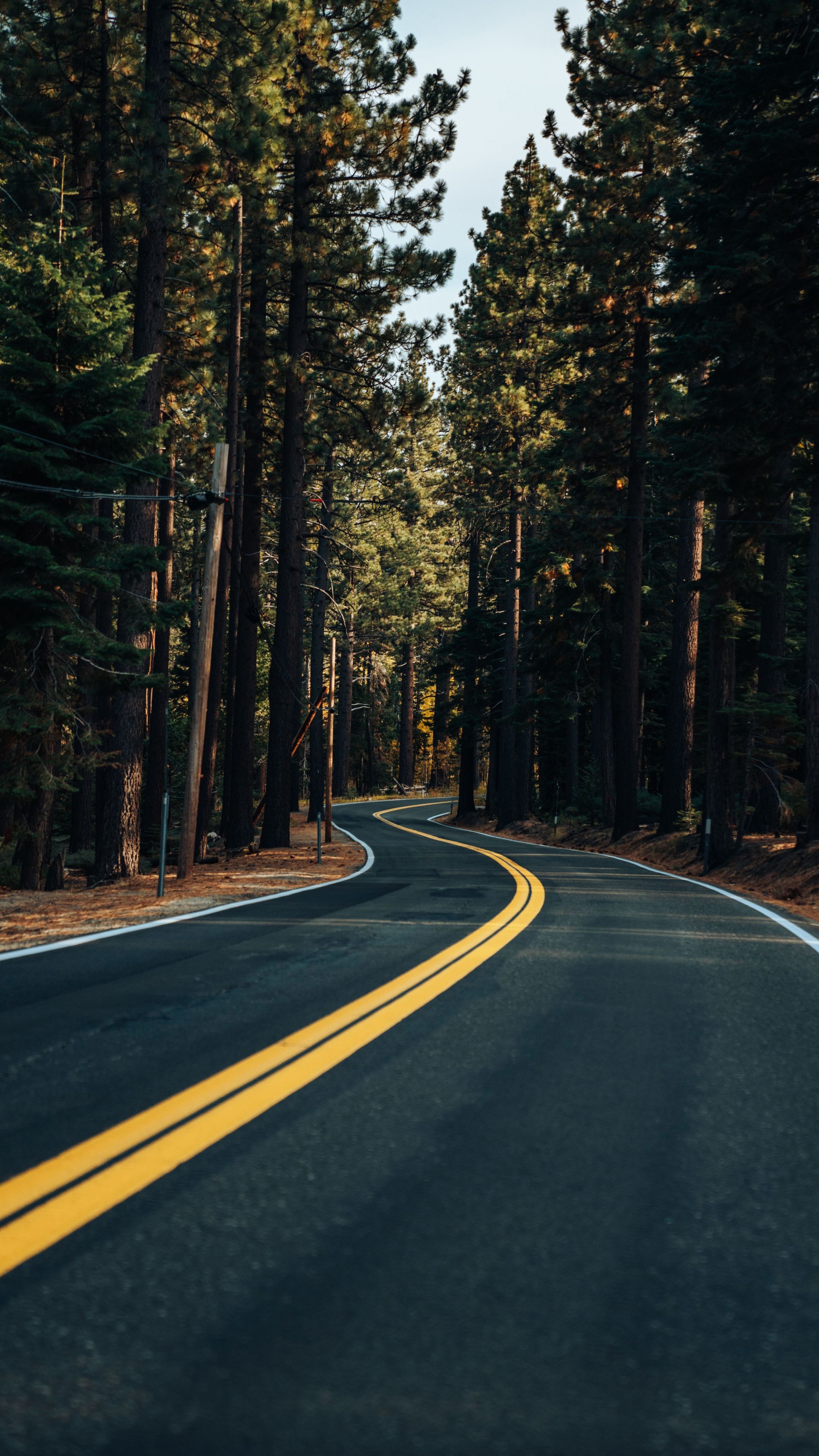2160x3840 Nice Forest Road Wallpaper