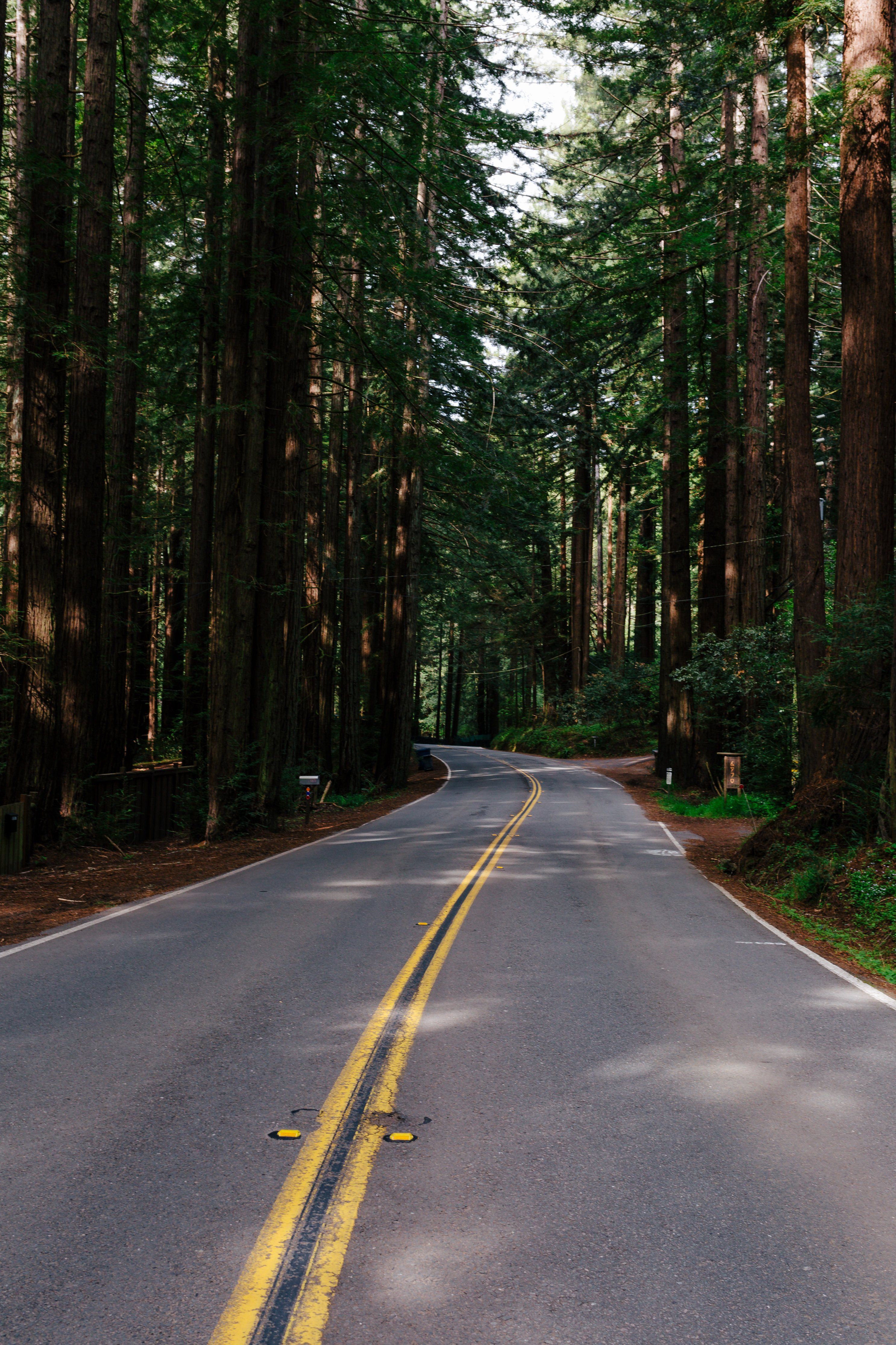 2973x4460 Forest Road Royalty Free Photo