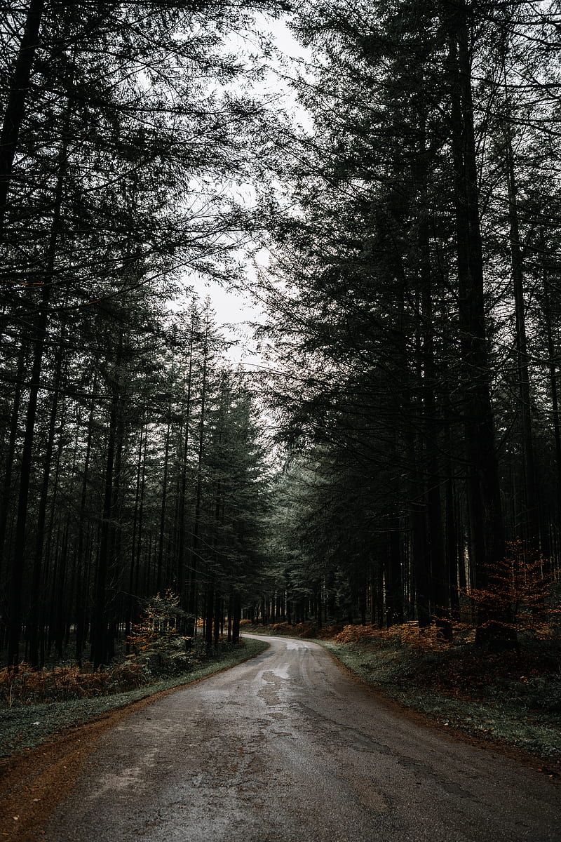800x1200 Road, forest, pine trees, dark, Nature, HD phone wallpaper