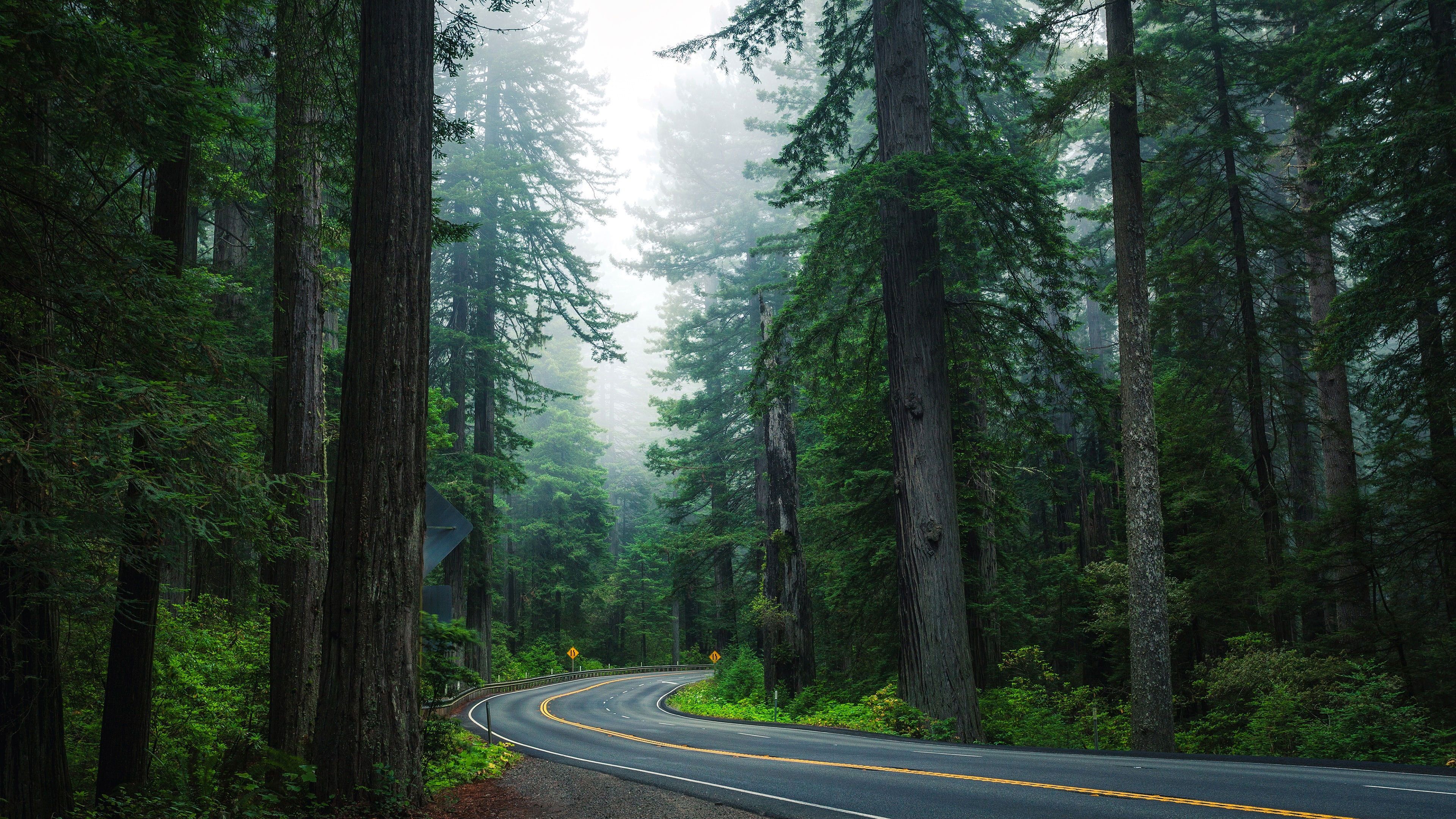 3840x2160 Road In Forest Wallpaper