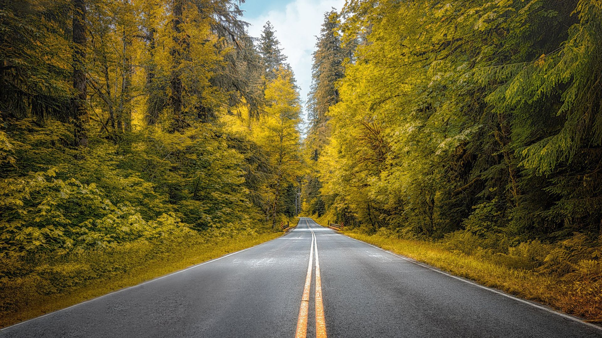 1920x1080 Forest Road Between Foliage Green Trees During Fall HD Nature Wallpaper