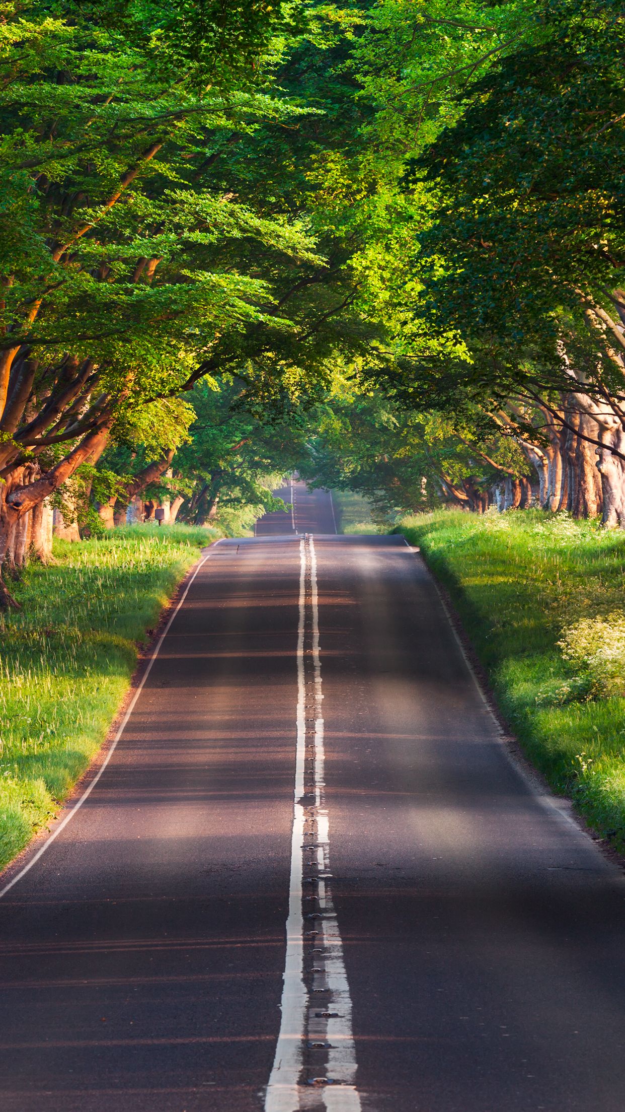 1242x2208 Wallpaper of the week: forests
