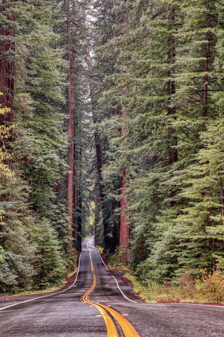740x1111 Forest Road View Photo Free High Quality Picture