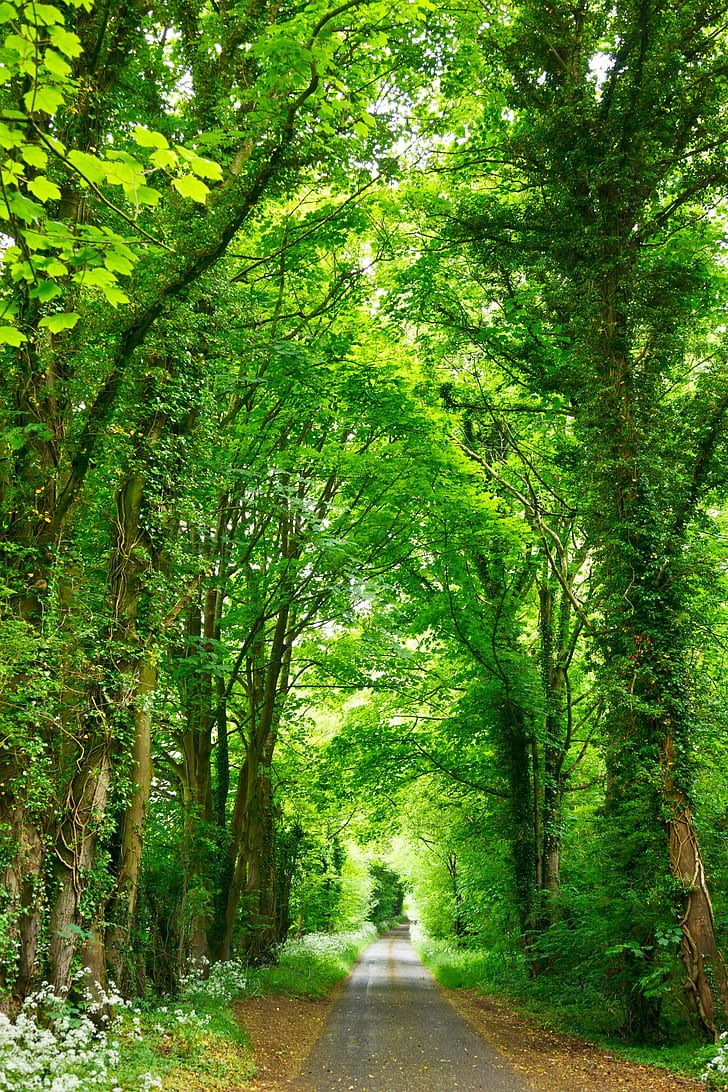 728x1092 Royalty Free Photo: Road Between Green Trees