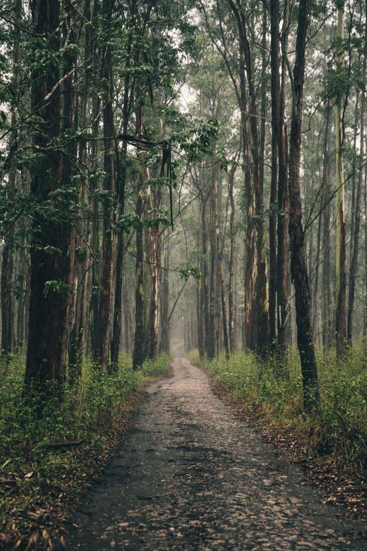 733x1100 Forest Hiking Path Royalty Free