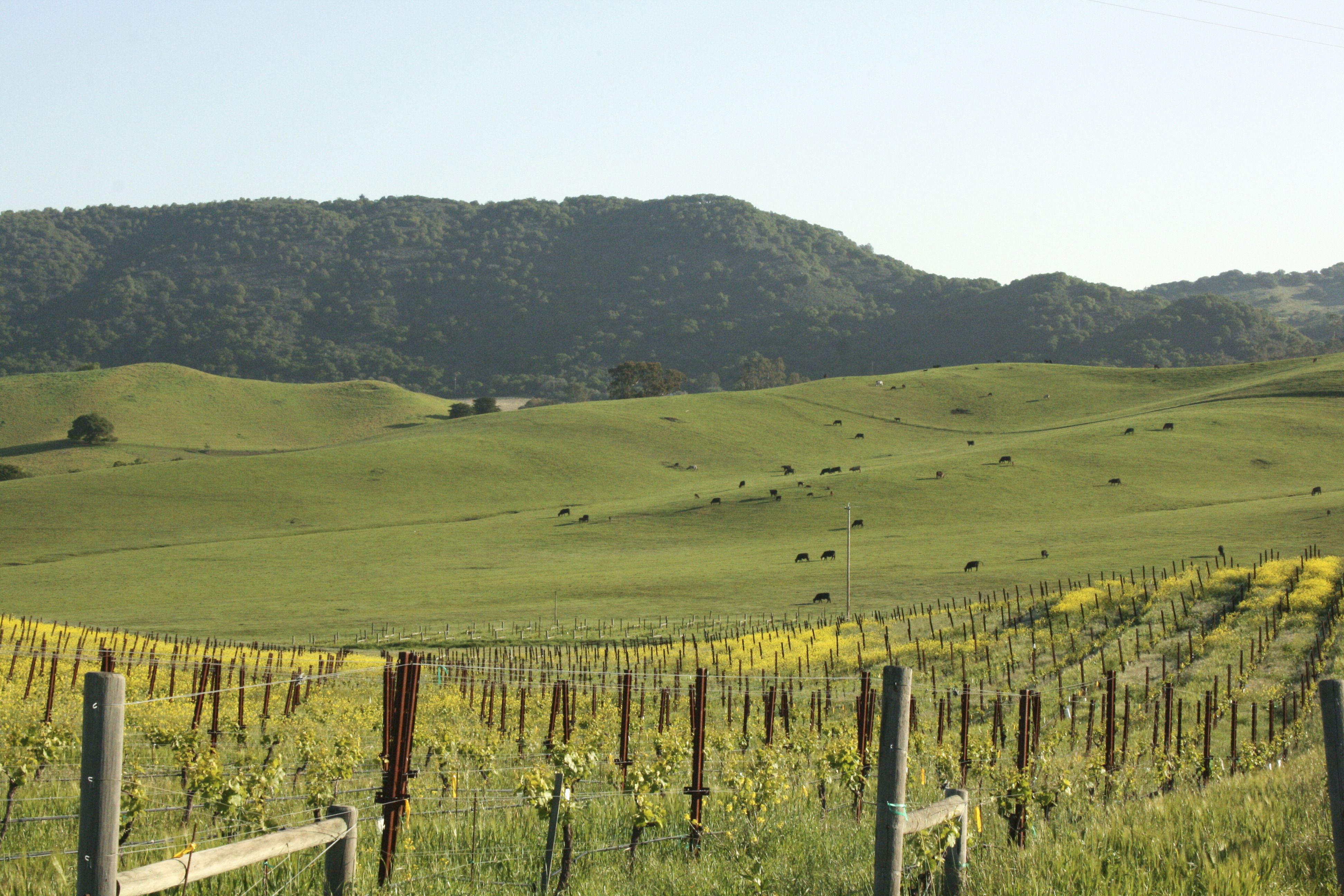 3888x2592 Here's the story of Windows XP's Bliss desktop theme