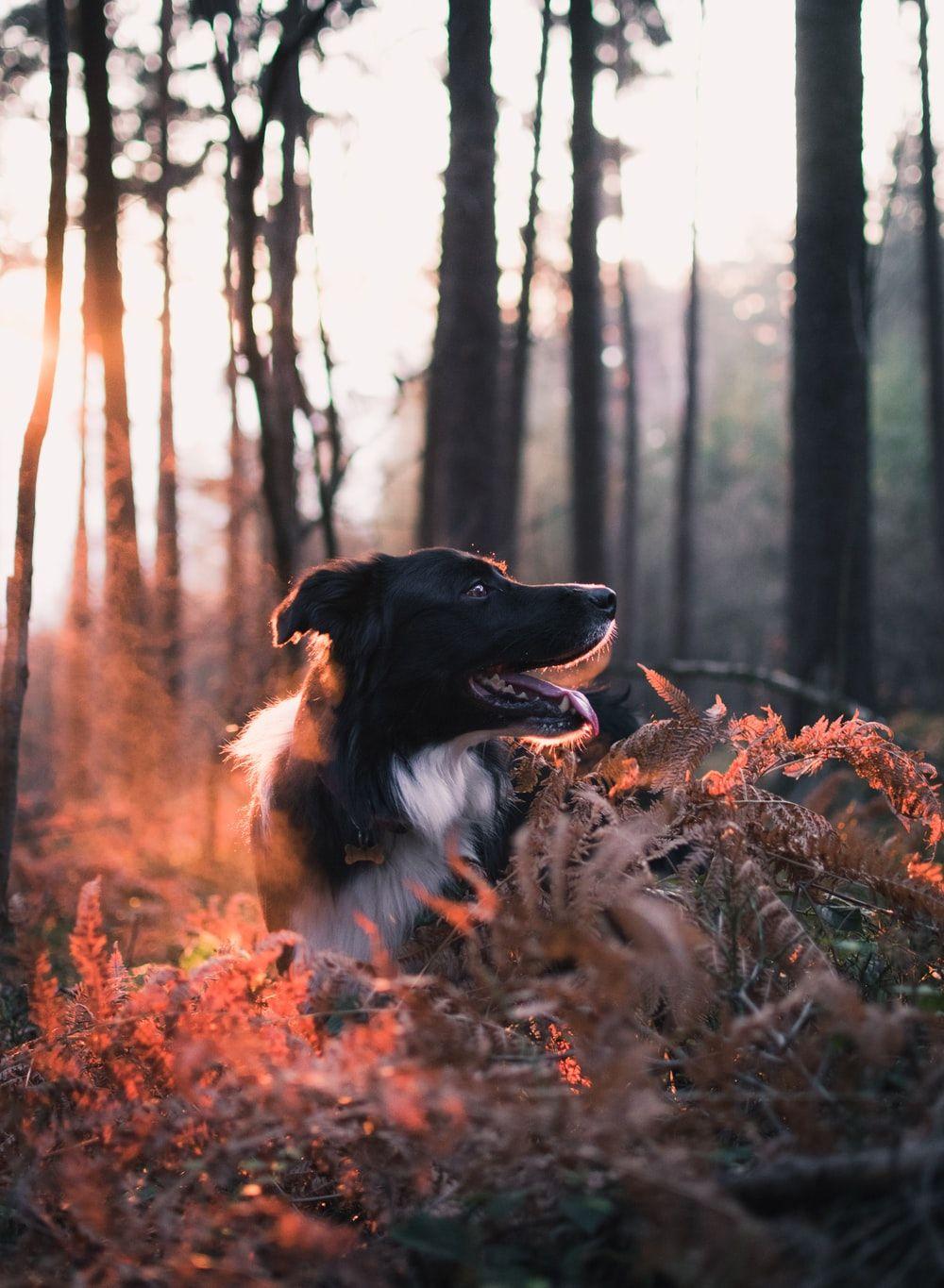 1000x1365 Fire Dog Picture. Download Free Image