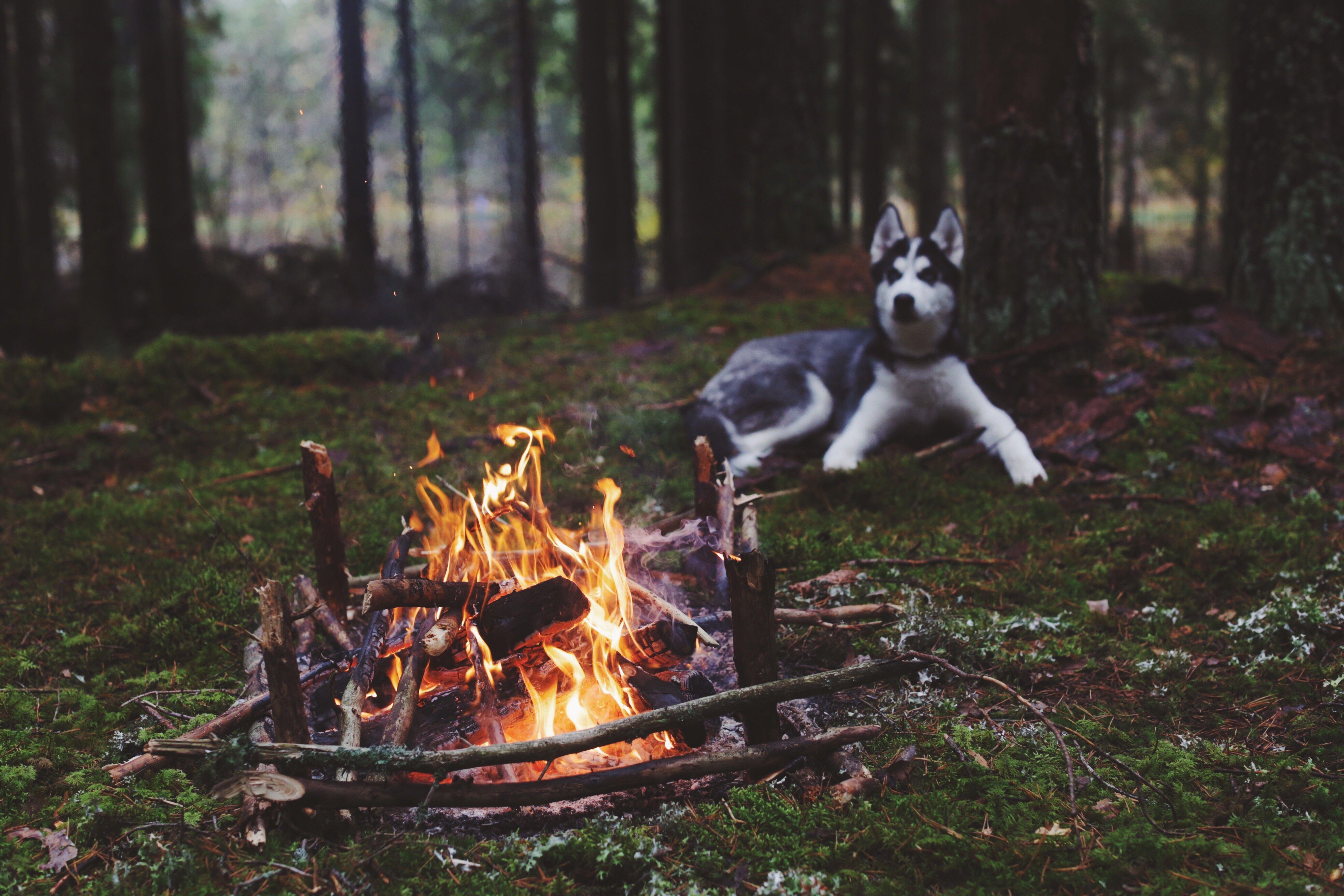 5472x3648 #fire, #Siberian Husky, #fireplace, #forest, #nature