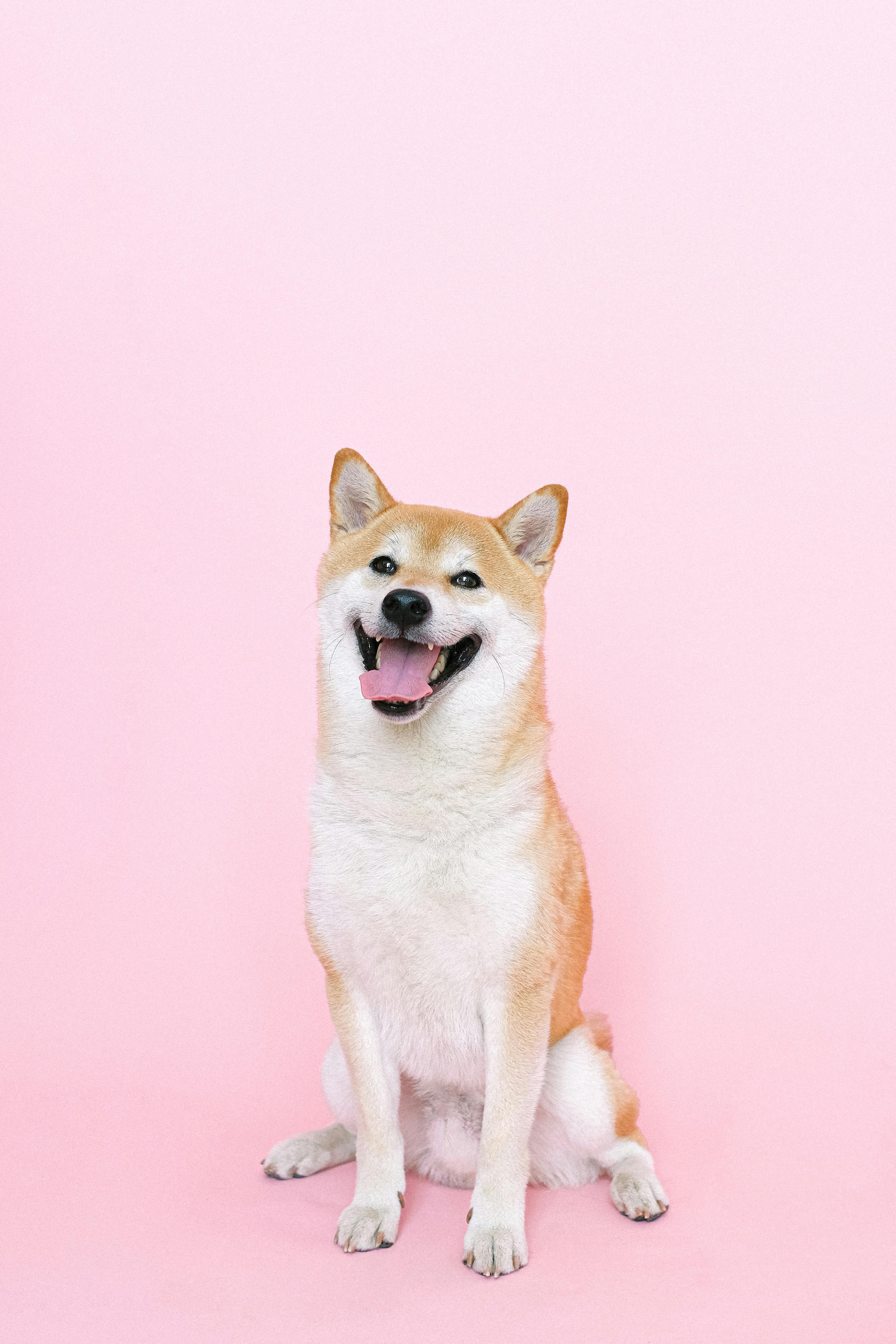3867x5800 Dog Wallpaper Photo, Download The BEST Free Dog Wallpaper & HD Image