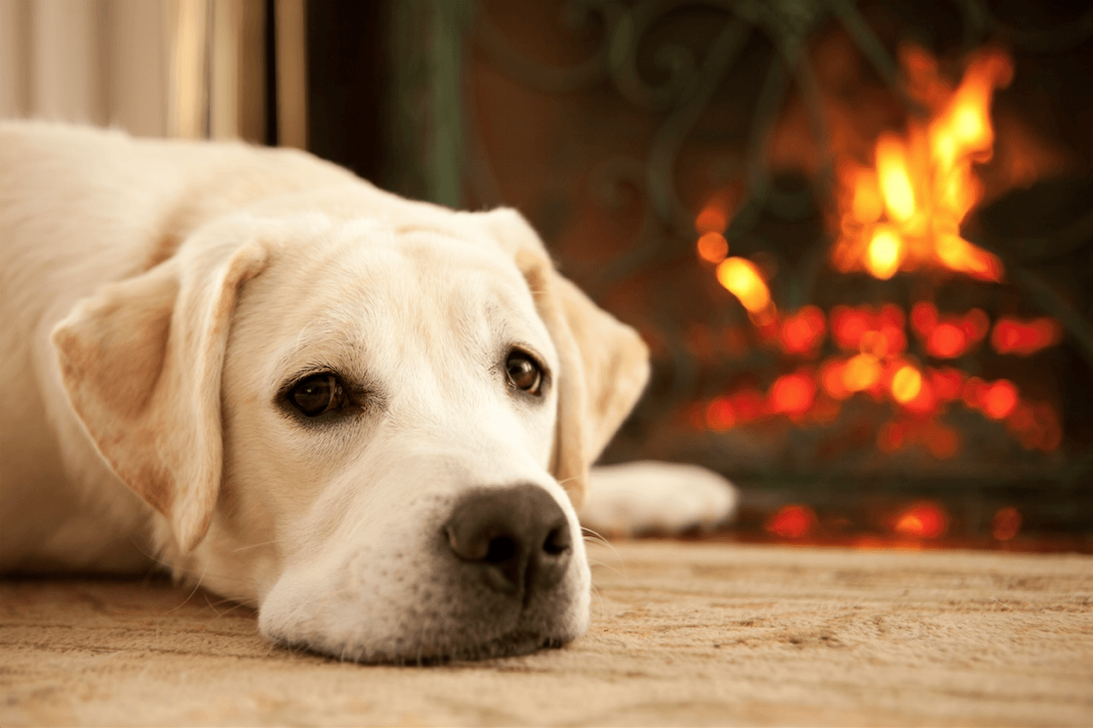 1224x816 Dogs And Owners Wallpaper