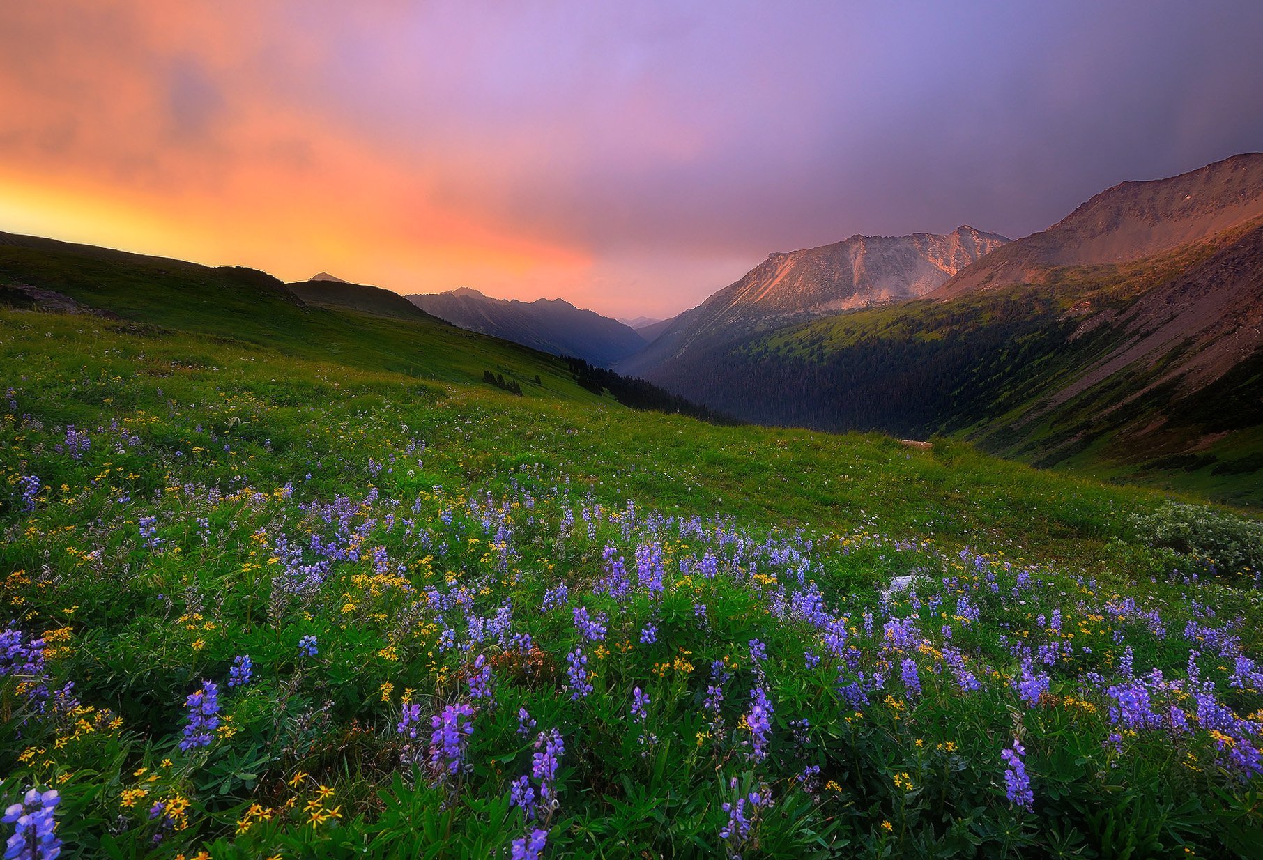 1812x1234 flowers, Sky, Meadow, Dawson, Creek, Canada, British, Columbia Wallpaper HD / Desktop and Mobile Background
