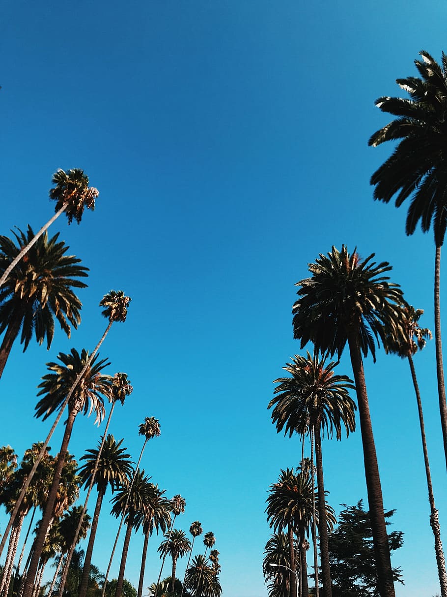 910x1213 Beverly hills 90210 1080P, 2K, 4K, 5K HD wallpaper free download