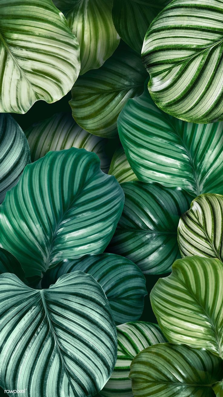 736x1308 Download premium image of Green natural Calathea Orbifolia leaves by Adjima about forest iphone wallpaper, bolivia, mobile phone wallpaper, calathea, and green leaves background 2270888