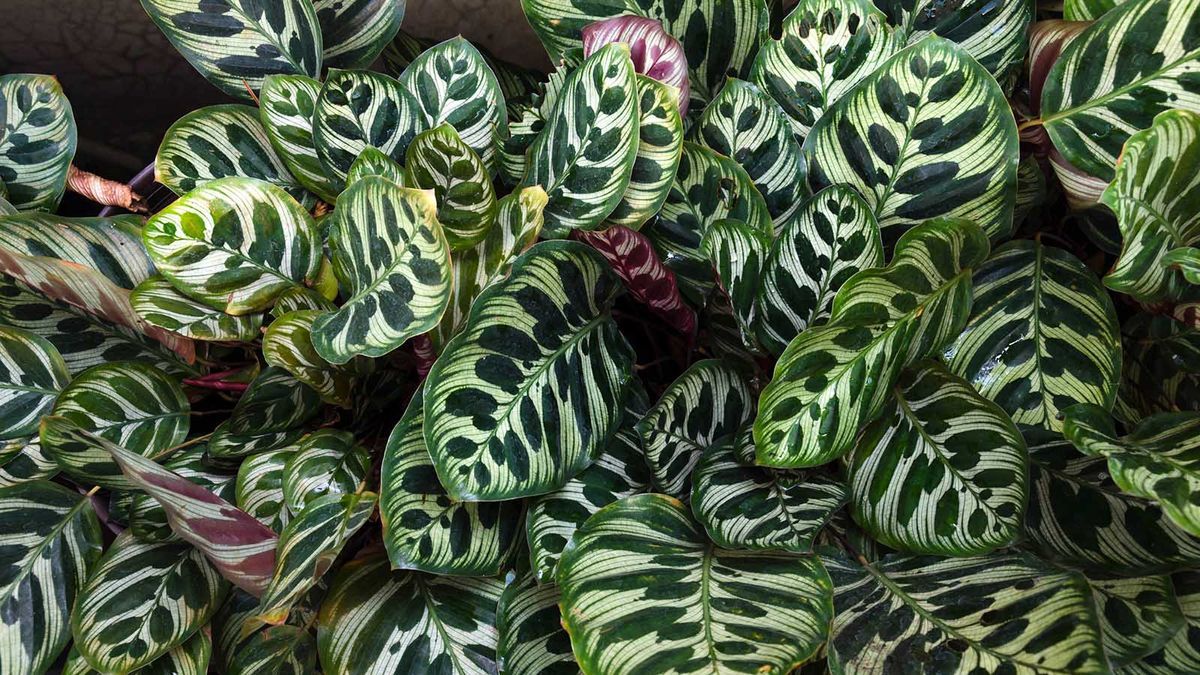 1200x675 Calathea Care: How to Keep a Calathea Plant Healthy