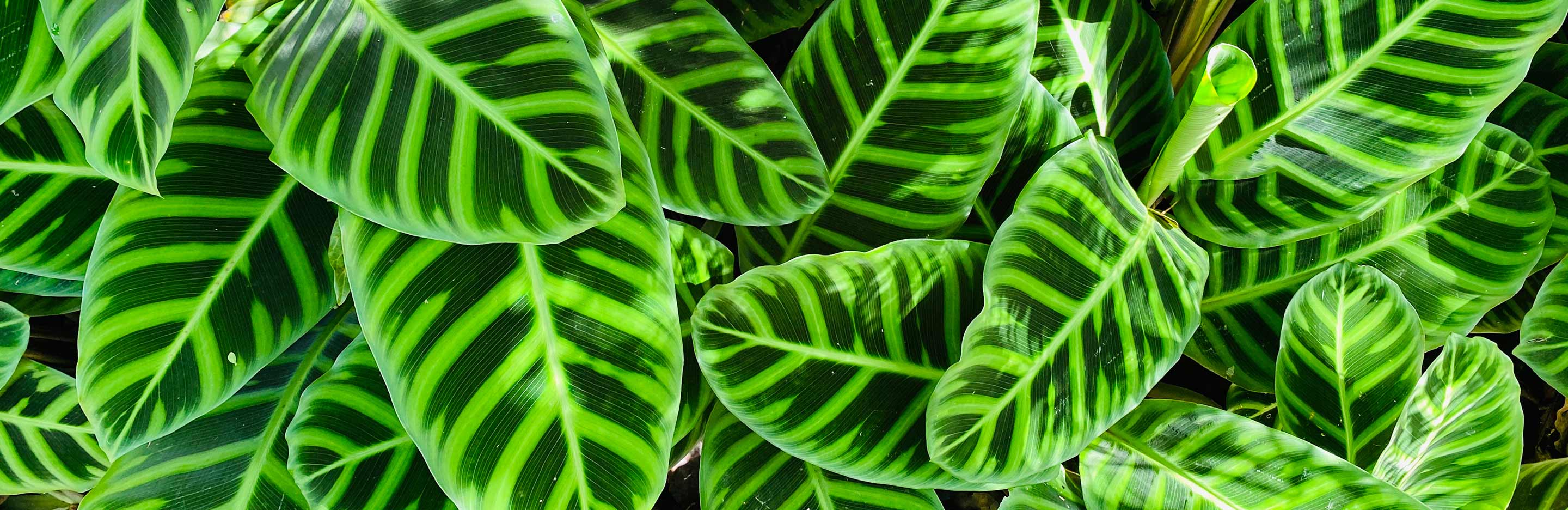 2880x936 How to grow and care for calathea. Love The Garden