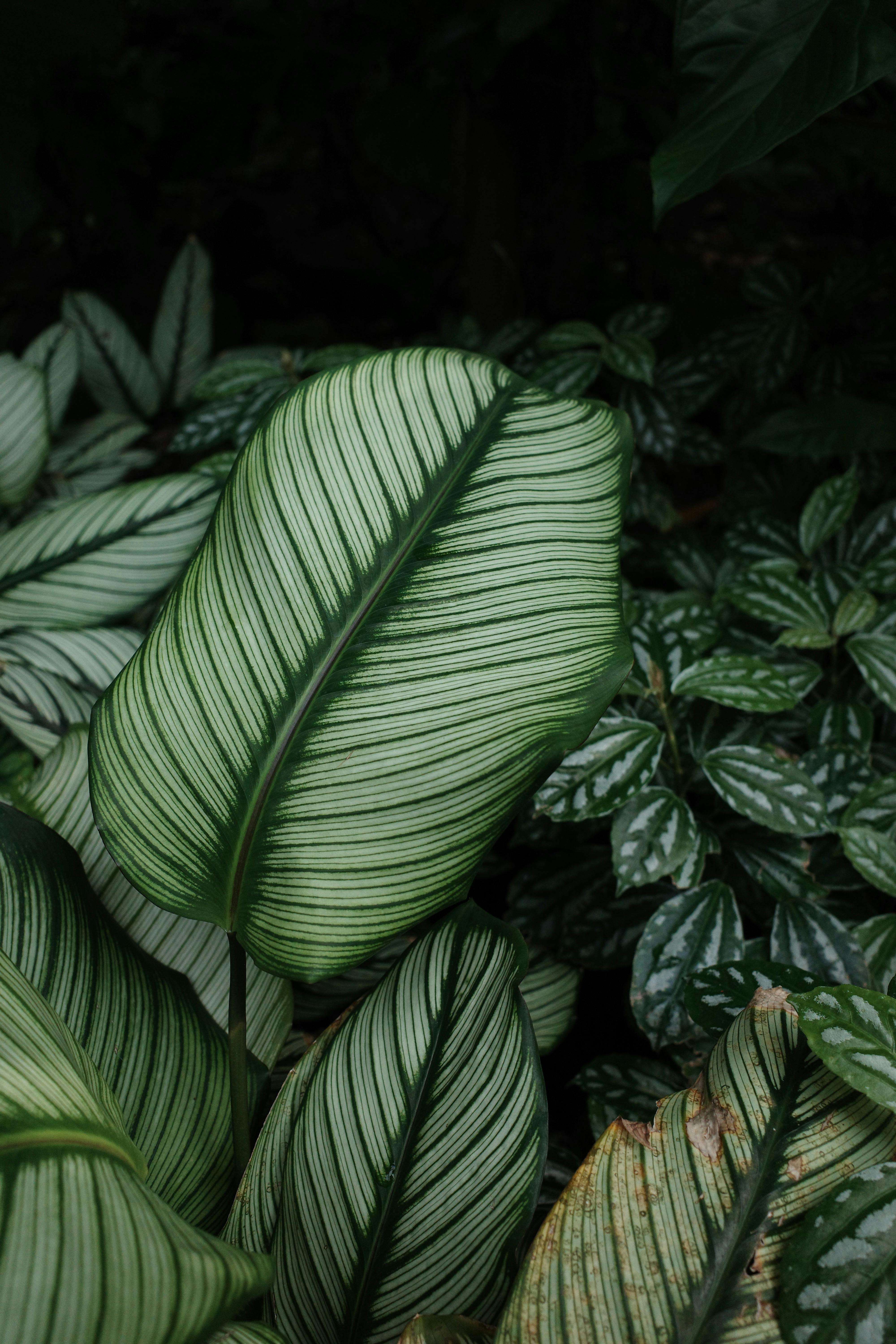 4000x6000 Calathea Ornata Photo, Download The BEST Free Calathea Ornata & HD Image