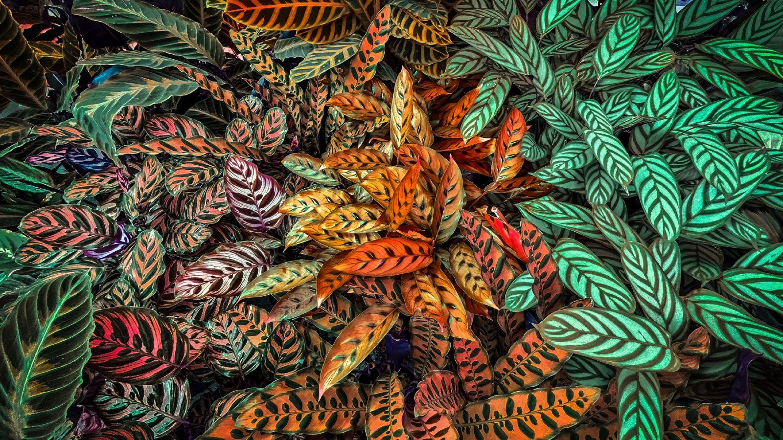1600x900 Up Your Houseplant Game With These 4 Calathea Varieties. Gardening Know How
