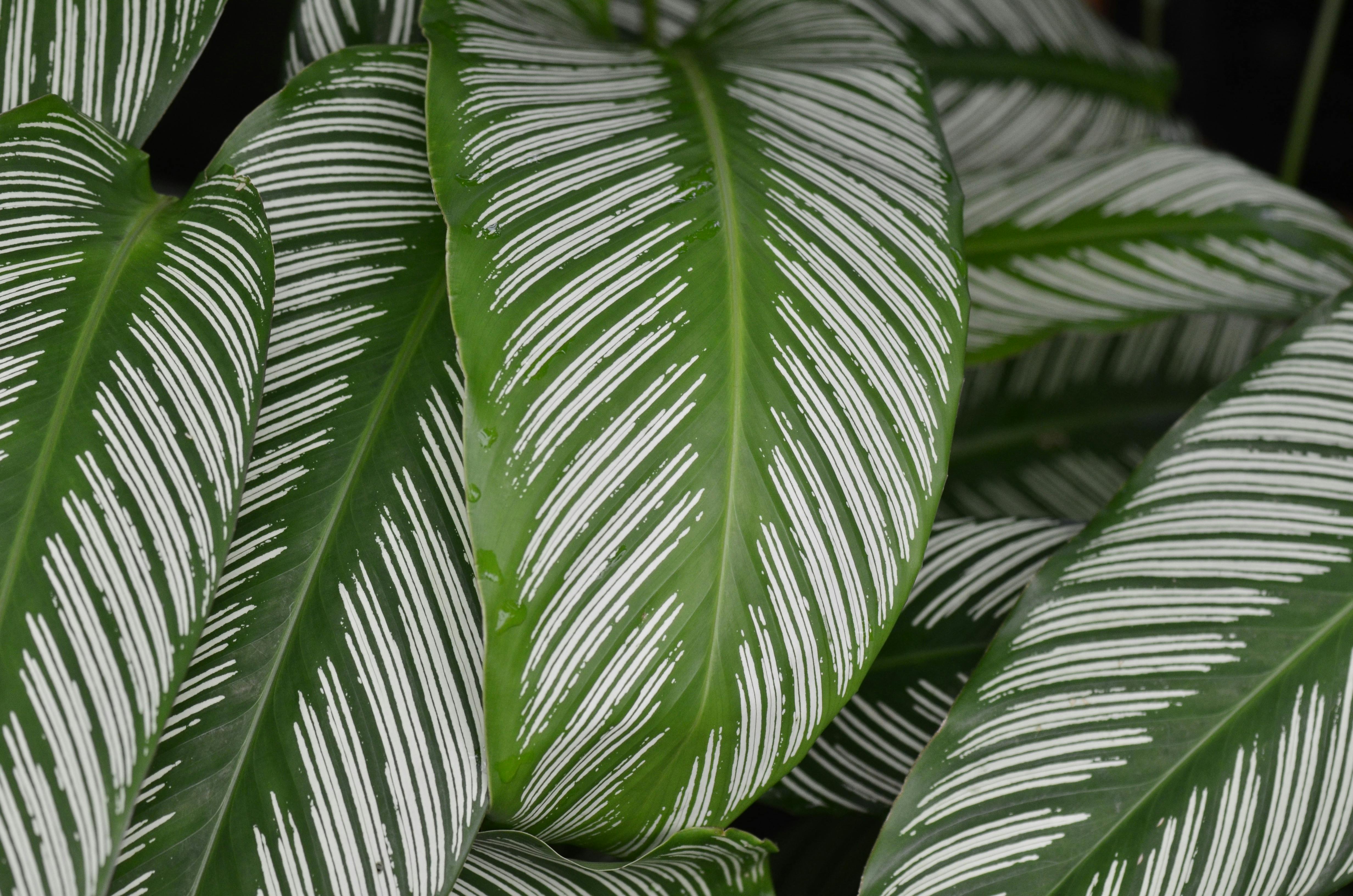4928x3264 Calathea Leaves In Close Up Photography · Free