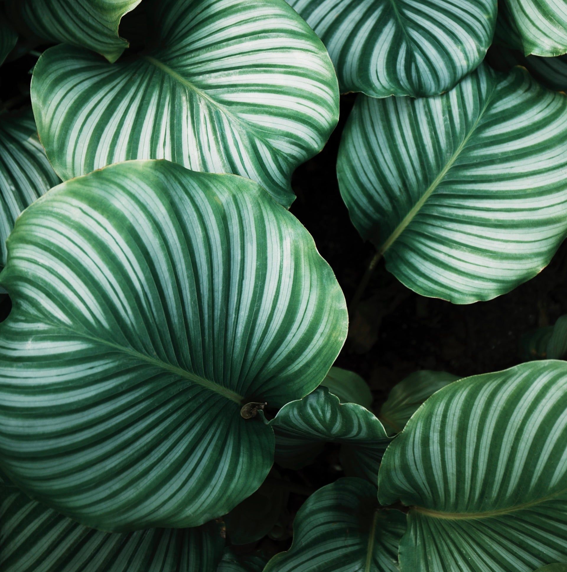 1920x1935 Calathea 'Orbifolia'