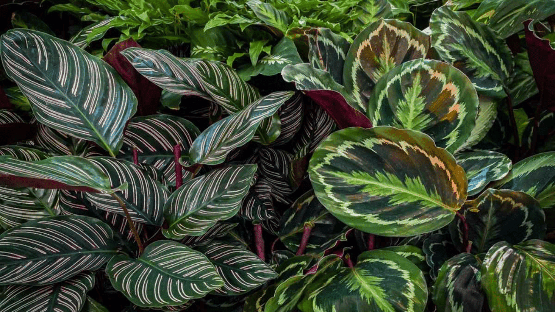 1920x1080 Surprising Benefits of Calathea Plants