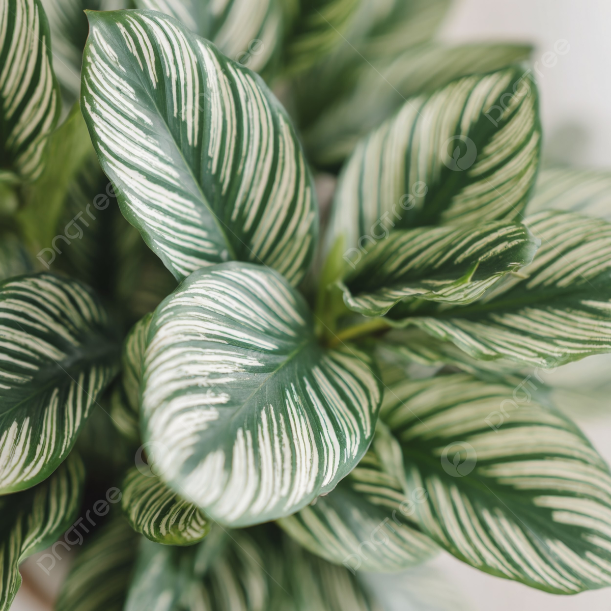 1200x1200 Closeup Of Calathea Leaves With White Stripes Creating An Elegant And Natural Pattern, Closeup, Calathea, Leaves Background Image And Wallpaper for Free Download