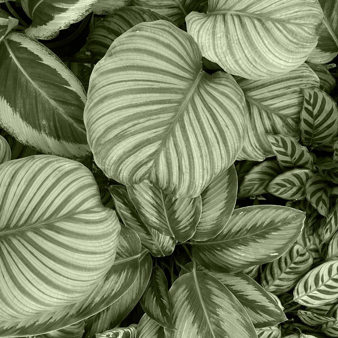 1080x1080 Shop Calathea Yellow Fusion M (Prayer Plant) online