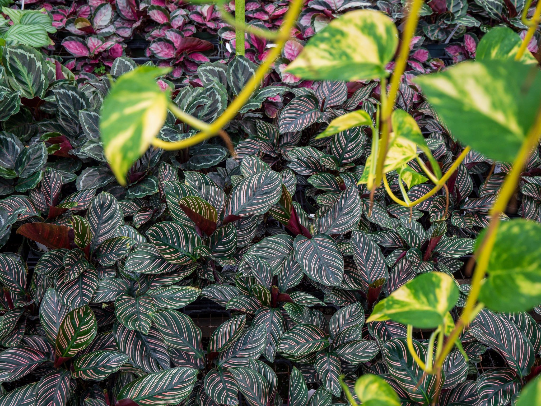 2048x1536 Complete Calathea Care Tips (& other Marantaceae)