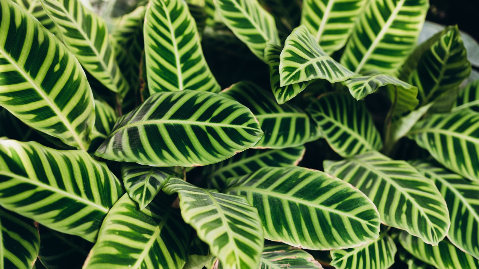 1600x900 Calathea Zebrina: Expert Care And Growing Guide. Gardening Know How