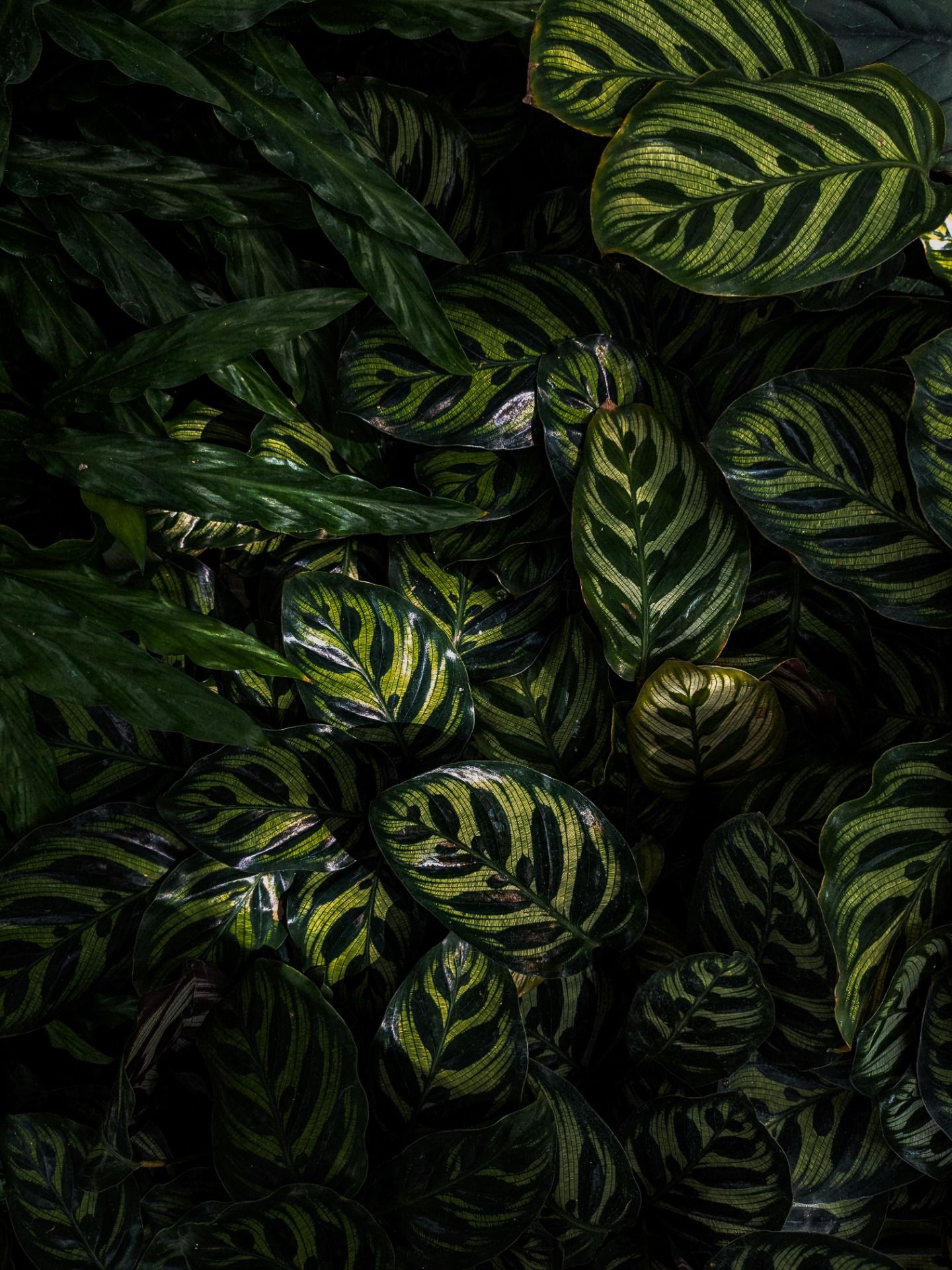 1440x1920 Calathea
