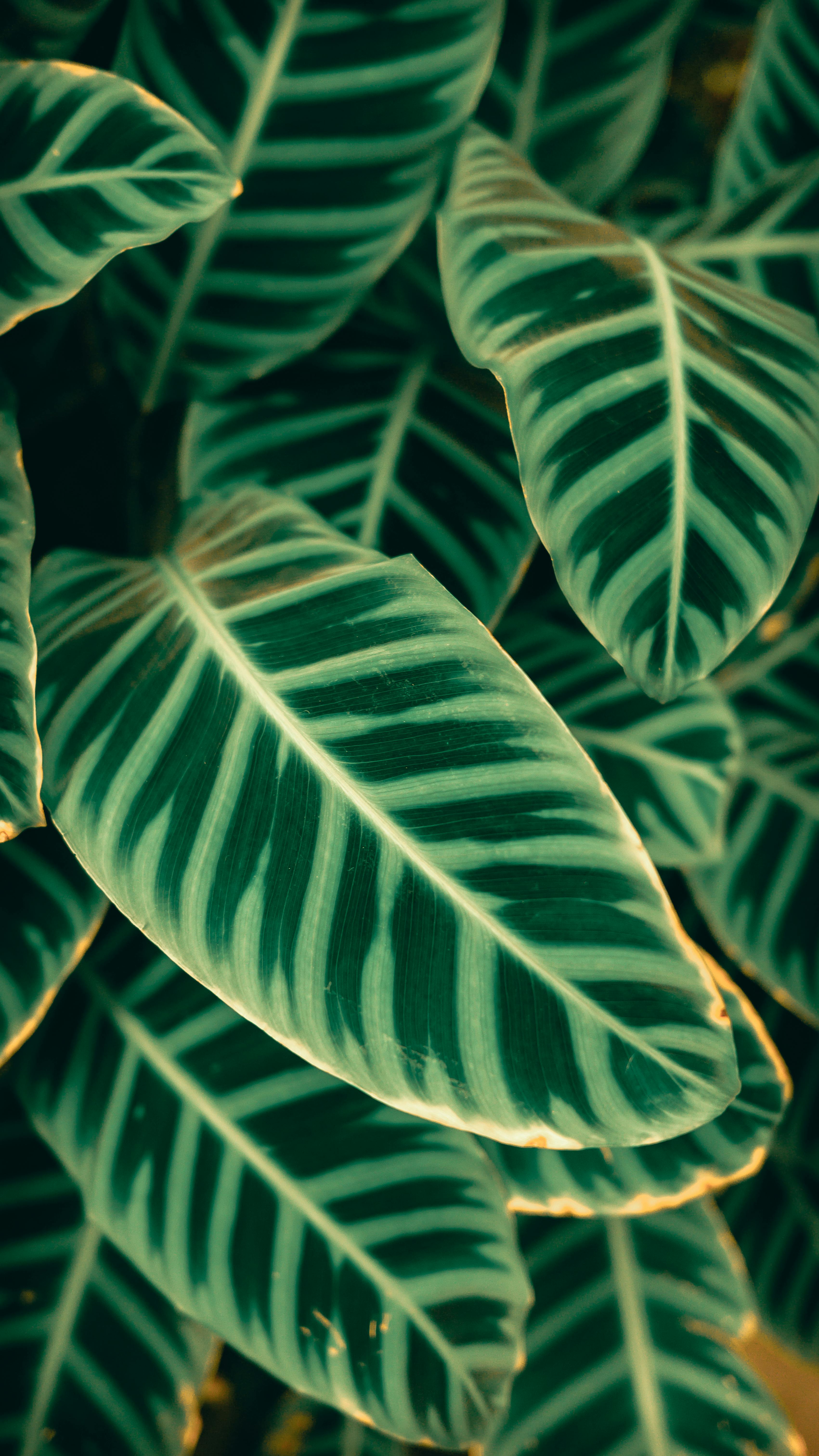 3402x6048 Calathea Ornata Photo, Download The BEST Free Calathea Ornata & HD Image