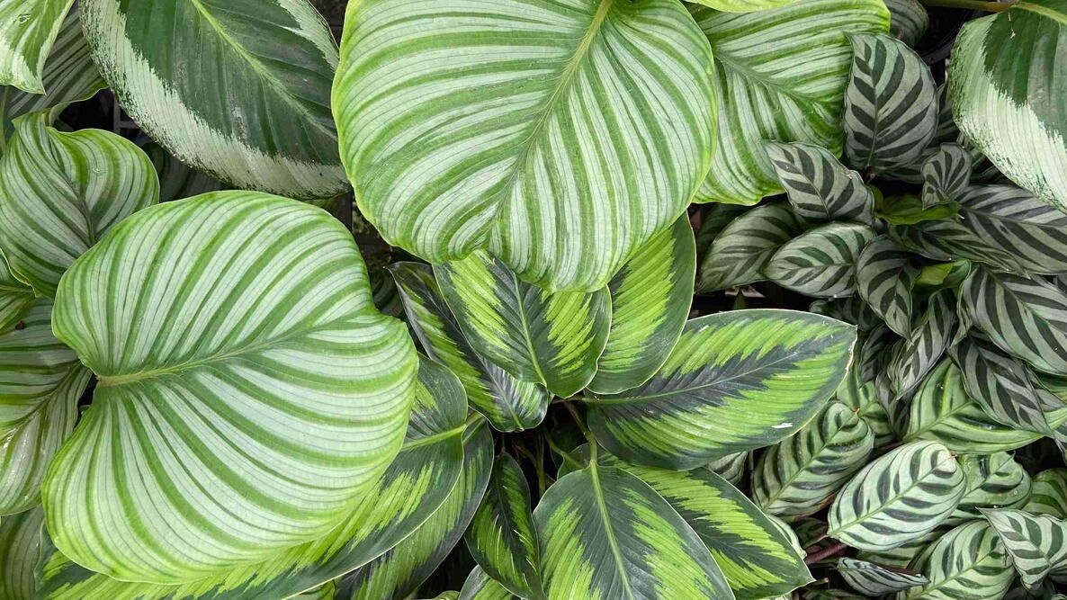 1186x667 How to Grow and Propagate Calathea Plants