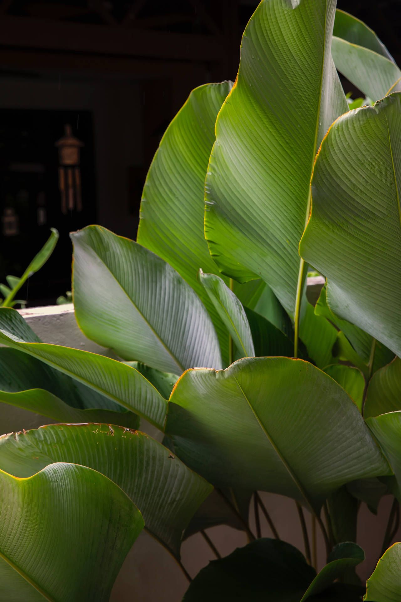 1280x1920 Download Calathea Lutea Plant Aesthetic Wallpaper
