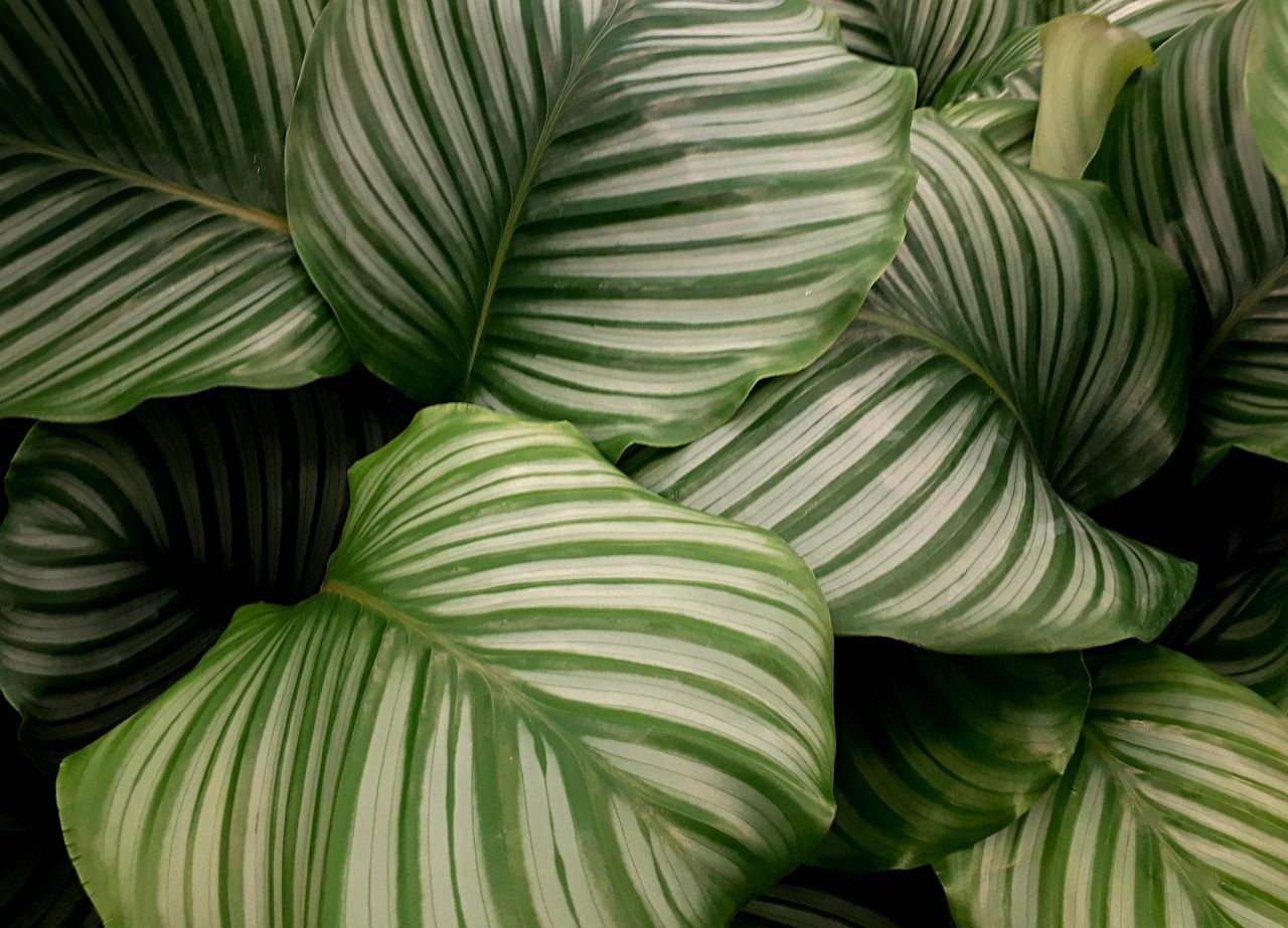 1280x923 Free Calathea Orbifolia & Calathea Image