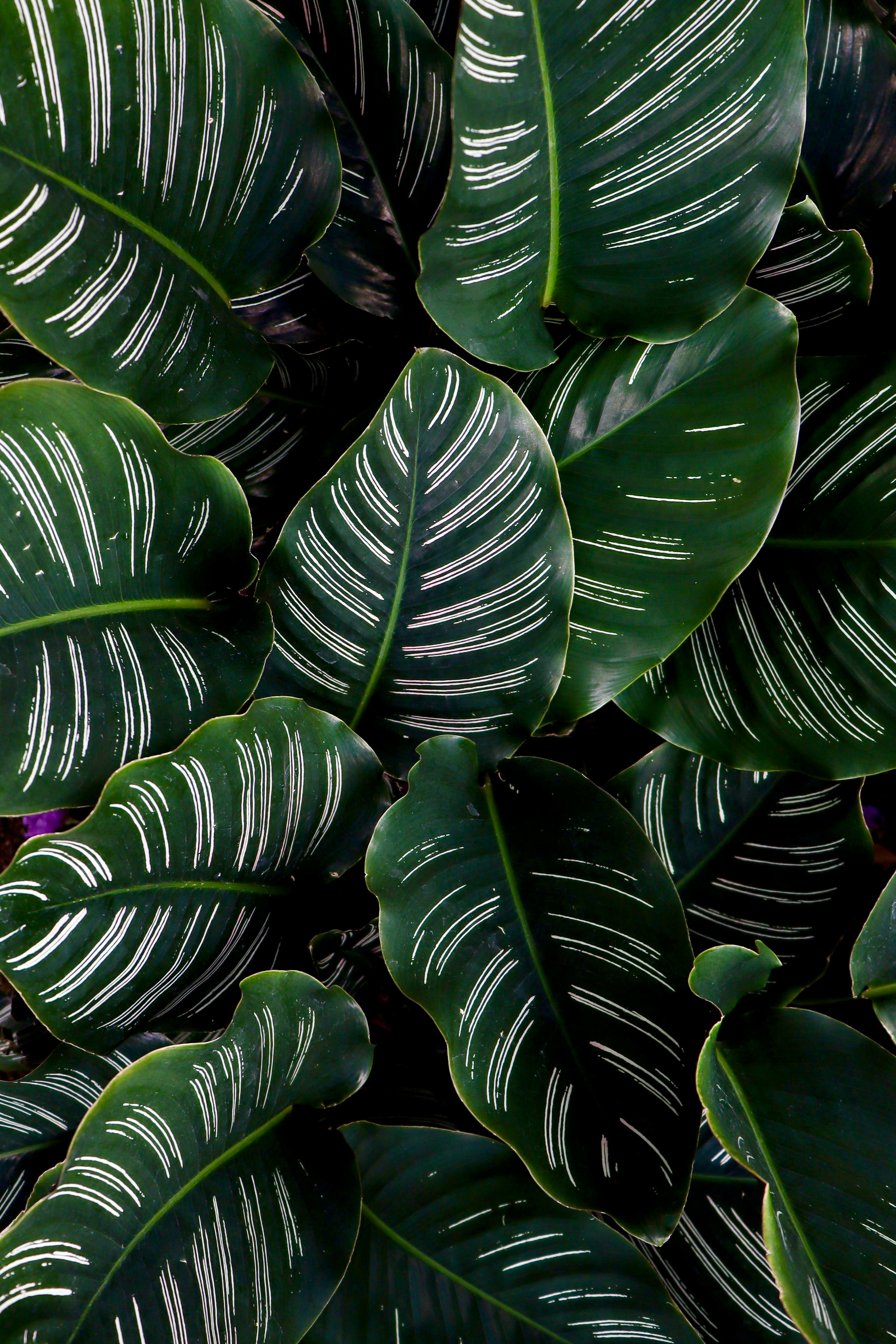 3115x4673 Green Leafed Plant · Free