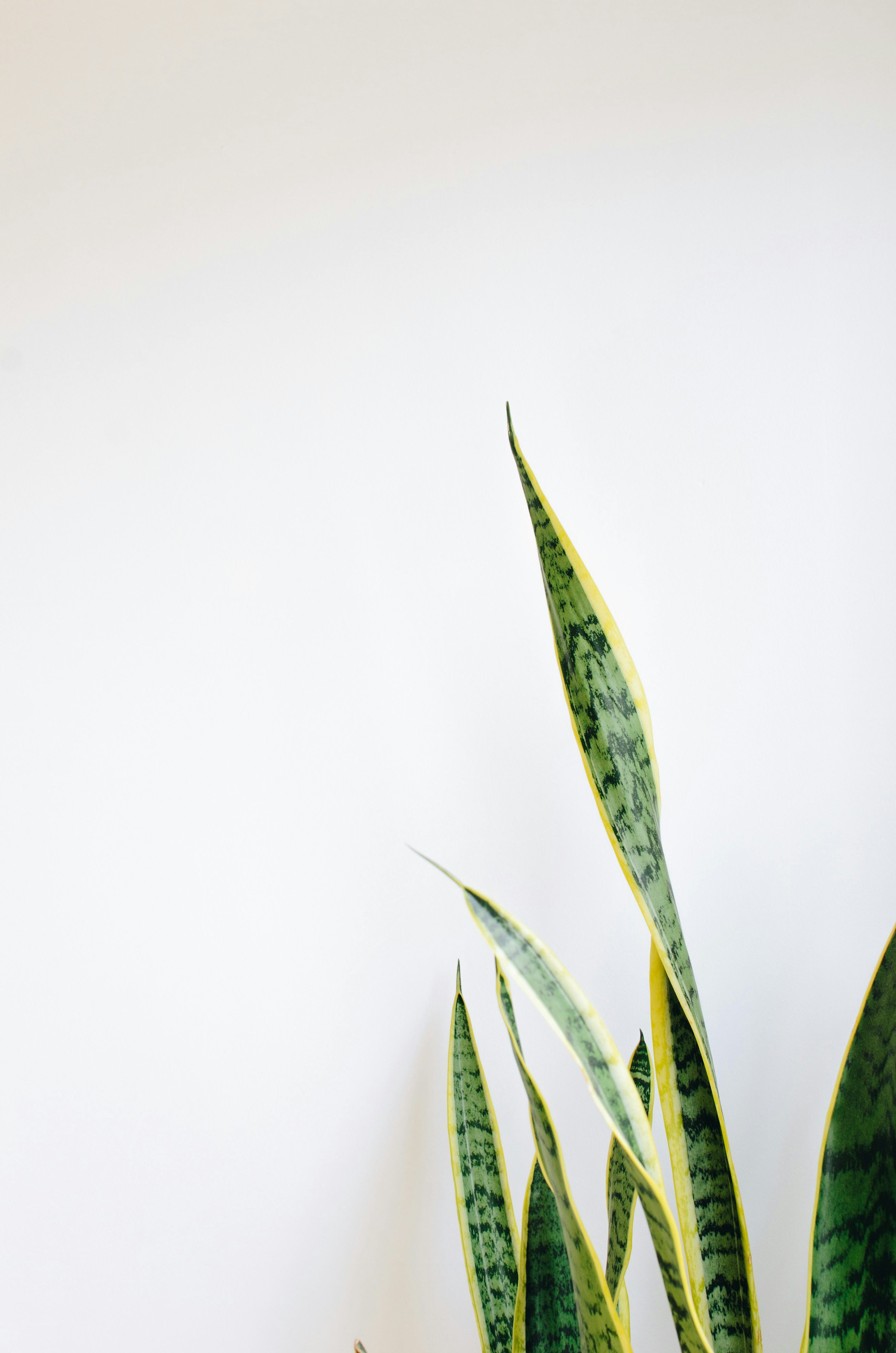 3000x4529 Green snake plant photo