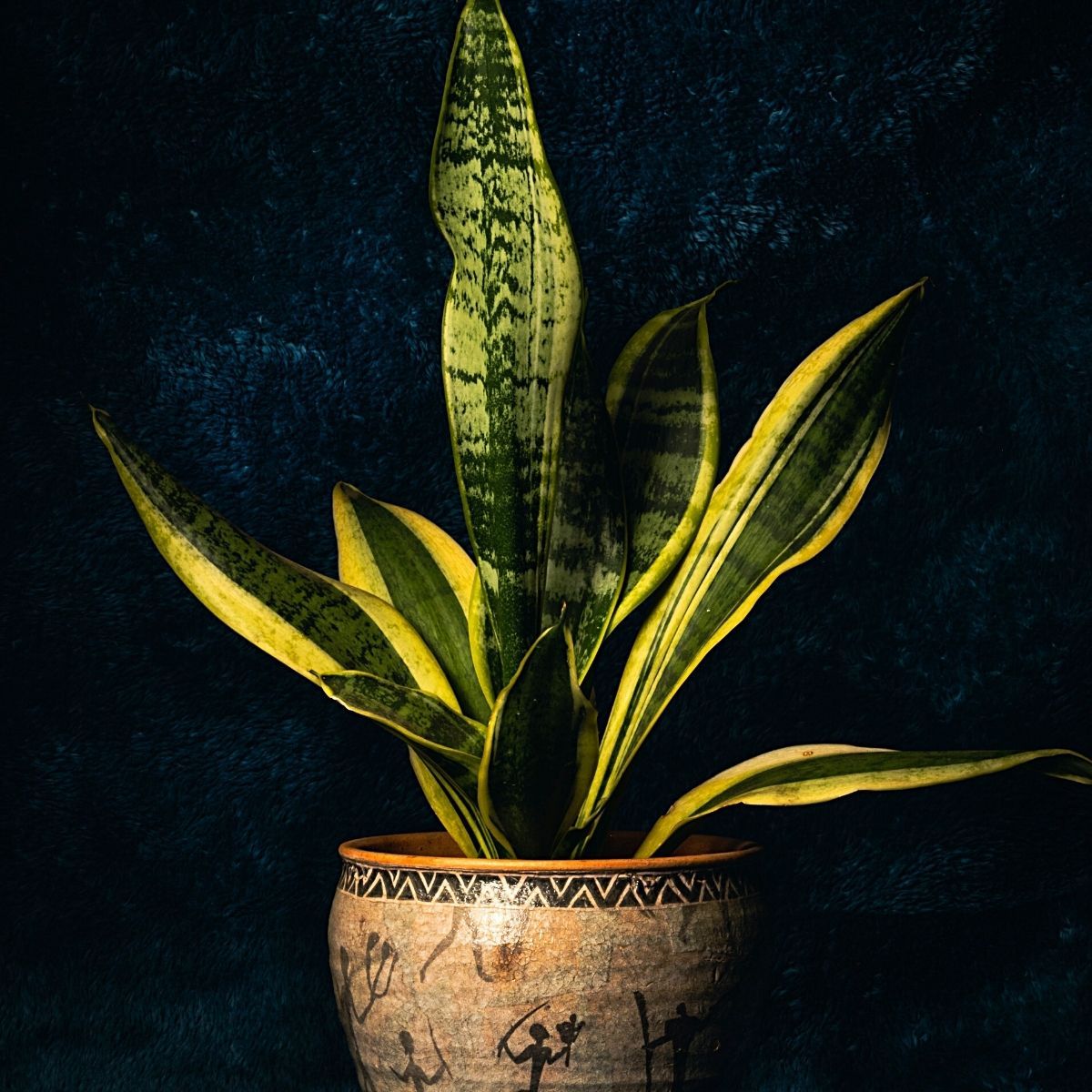 1200x1200 Snake Plant Varieties to Enhance Your Collection
