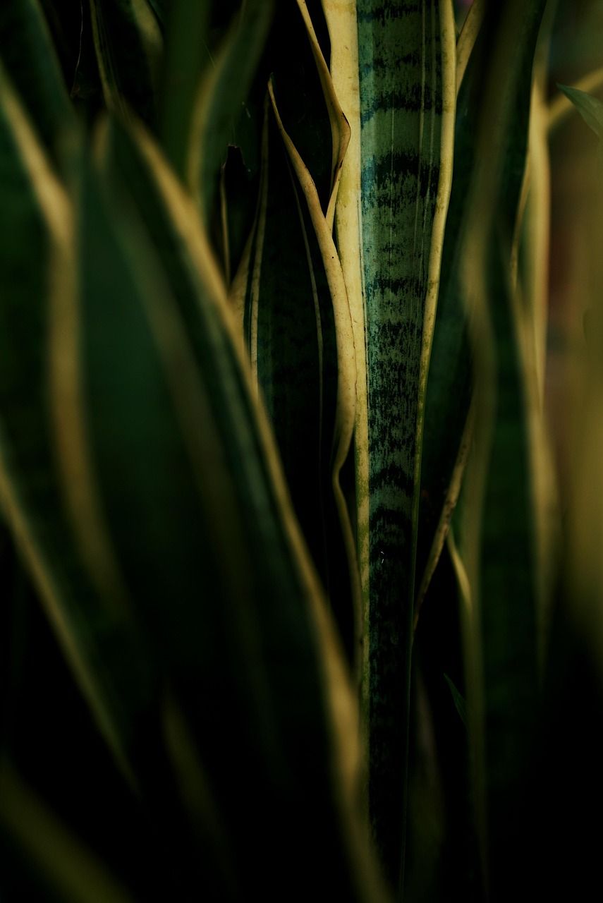 855x1280 Free Sansevieria & Snake Plant Image