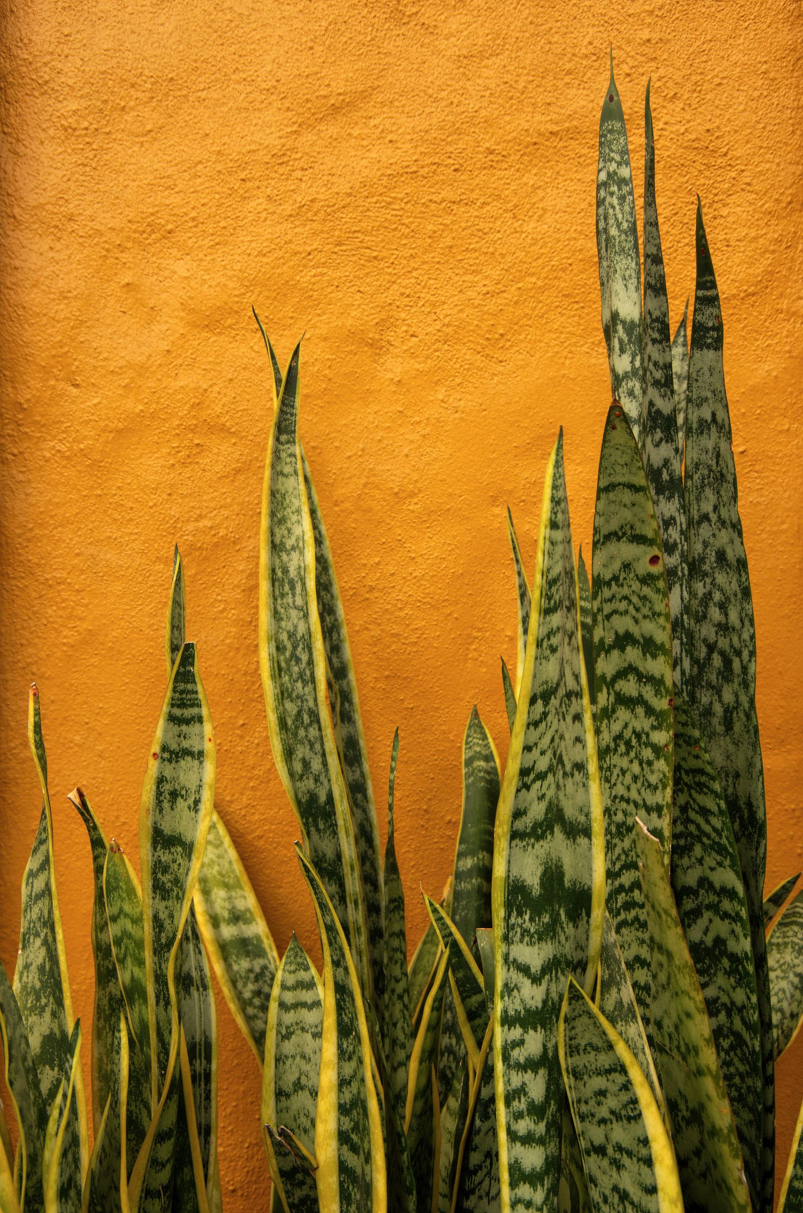 1600x2416 How to care for a snake plant. House & Garden