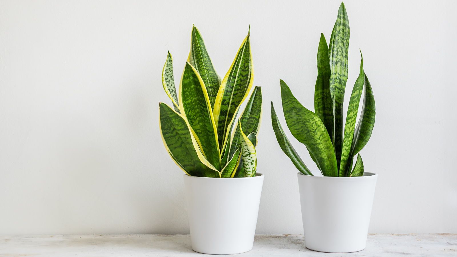 1600x900 How to care for a snake plant: 5 expert tips. Homes and Gardens