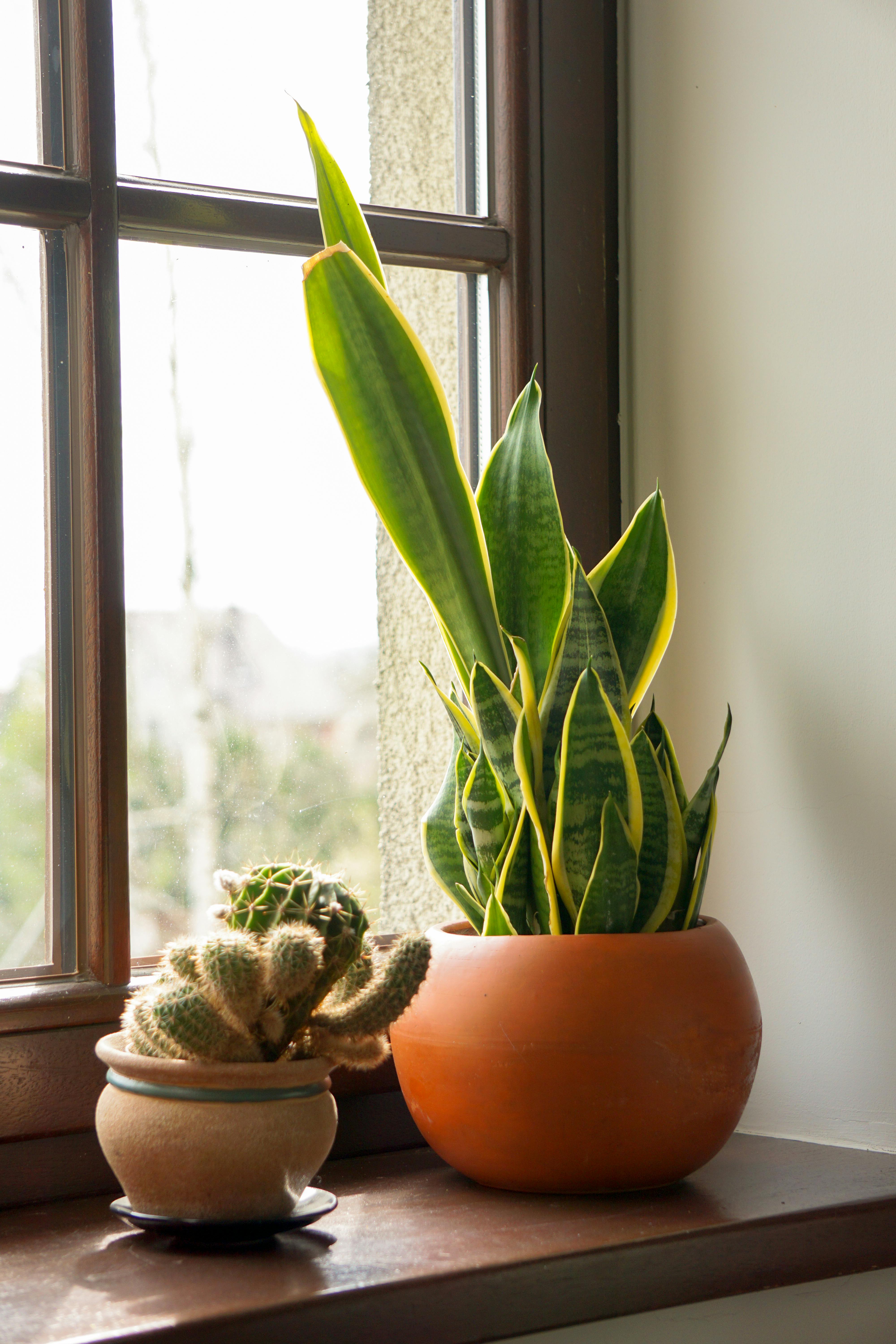 4000x6000 Potted Snake Plant Photo, Download The BEST Free Potted Snake Plant & HD Image