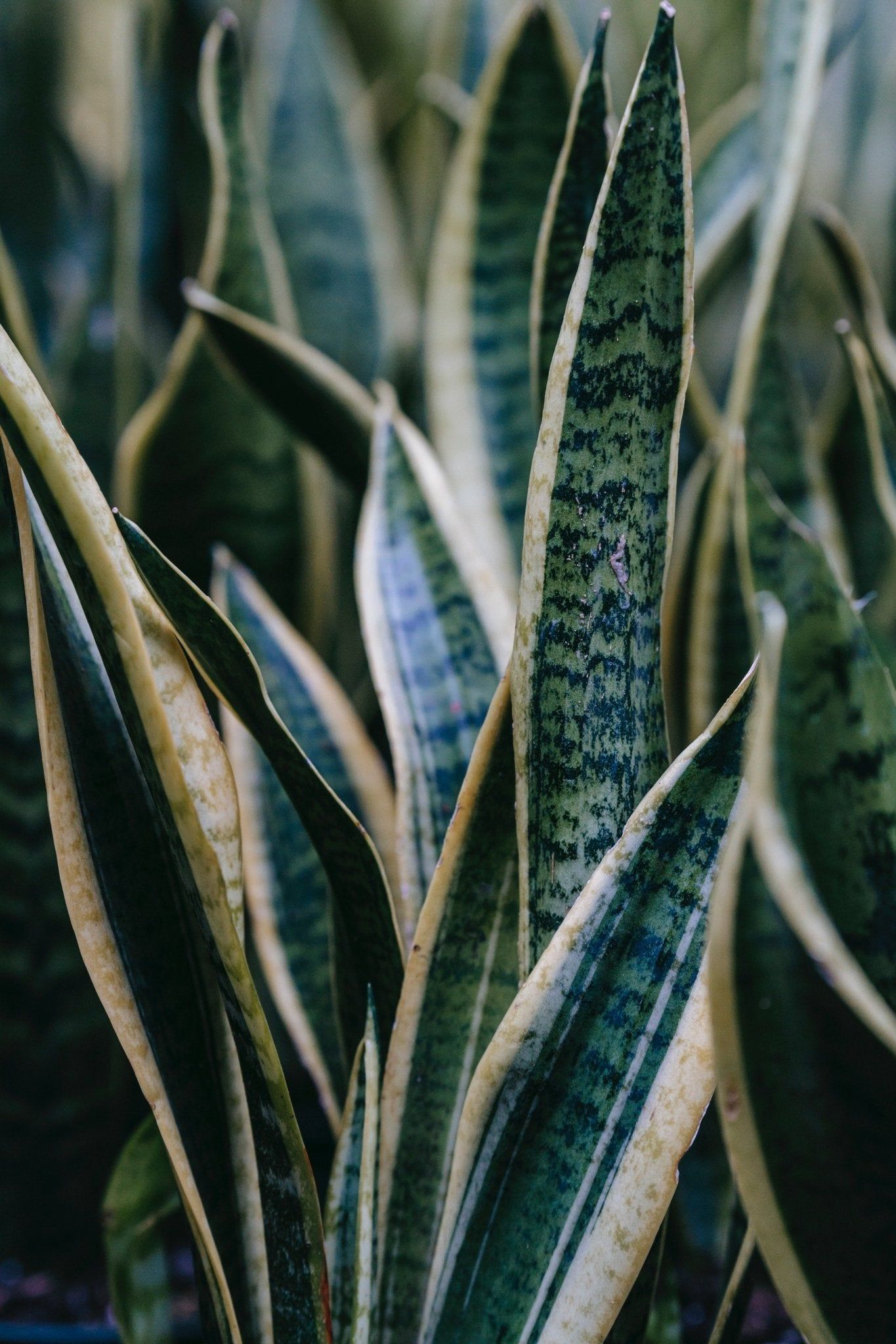 1365x2048 Snake Plant Wallpaper