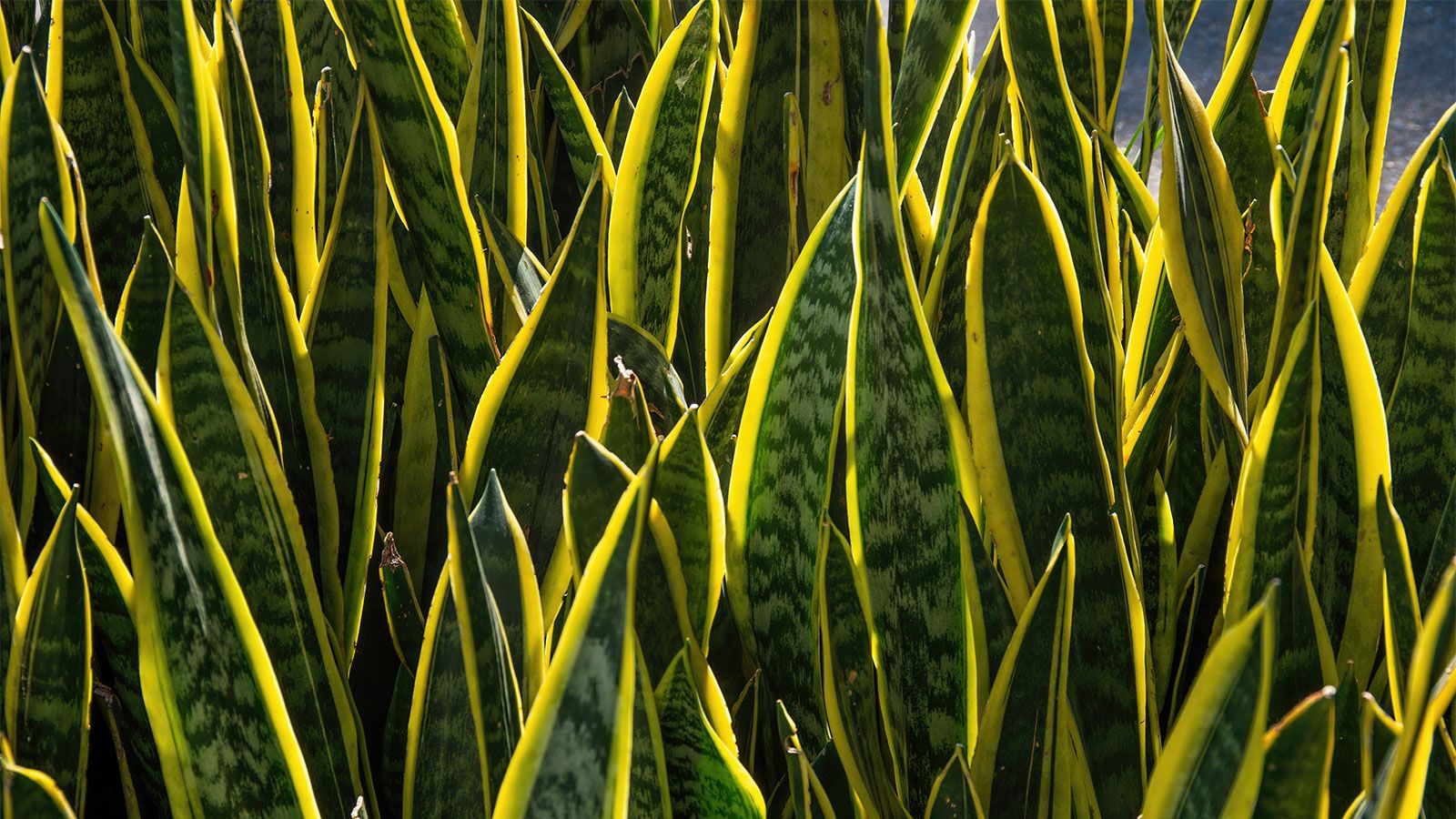 1600x900 Snake Plant: A Great Plant for People Who Aren't Great With Plants