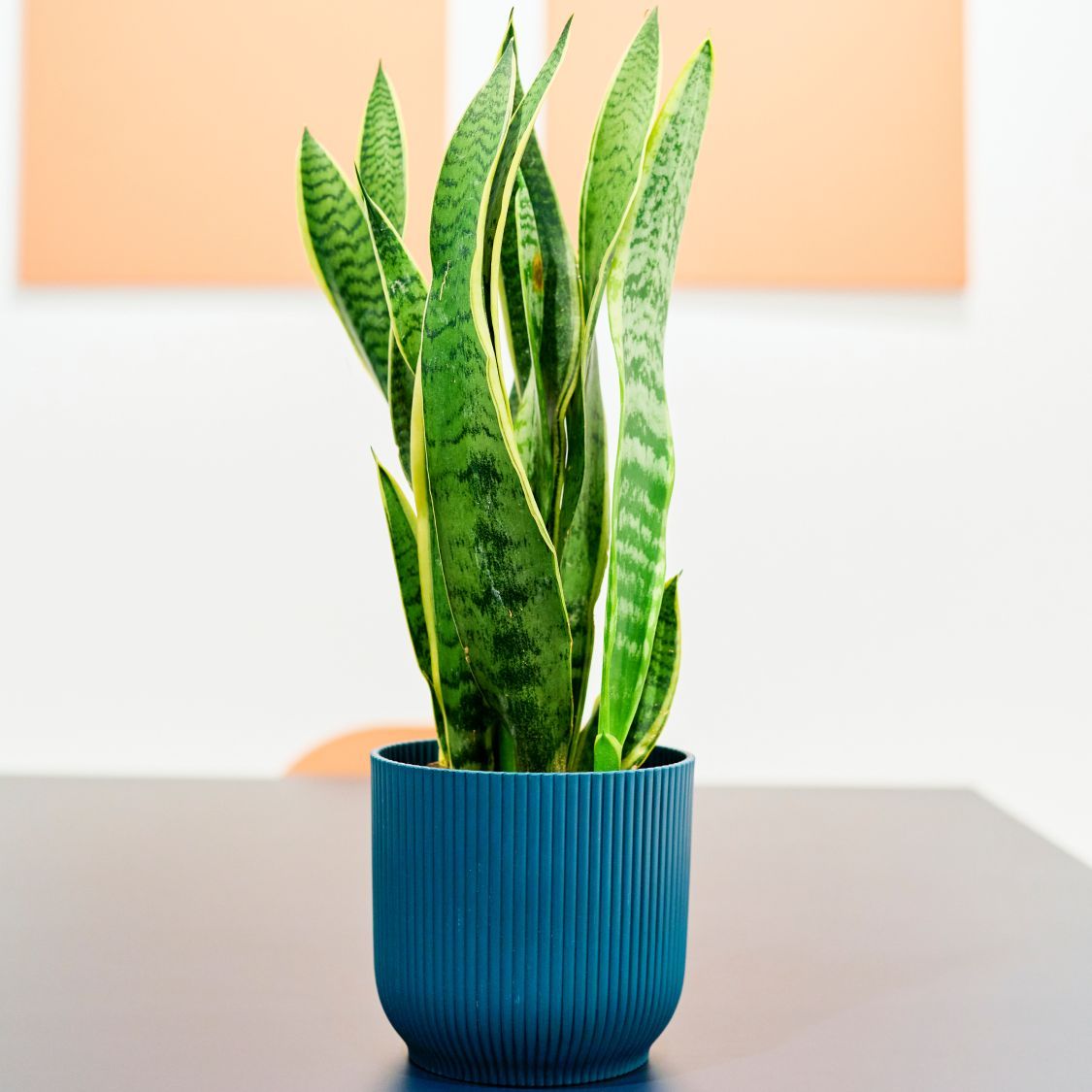 1125x1125 Snake Plant Care Made Easy: Ultimate Growing Guide. Gardening Know How
