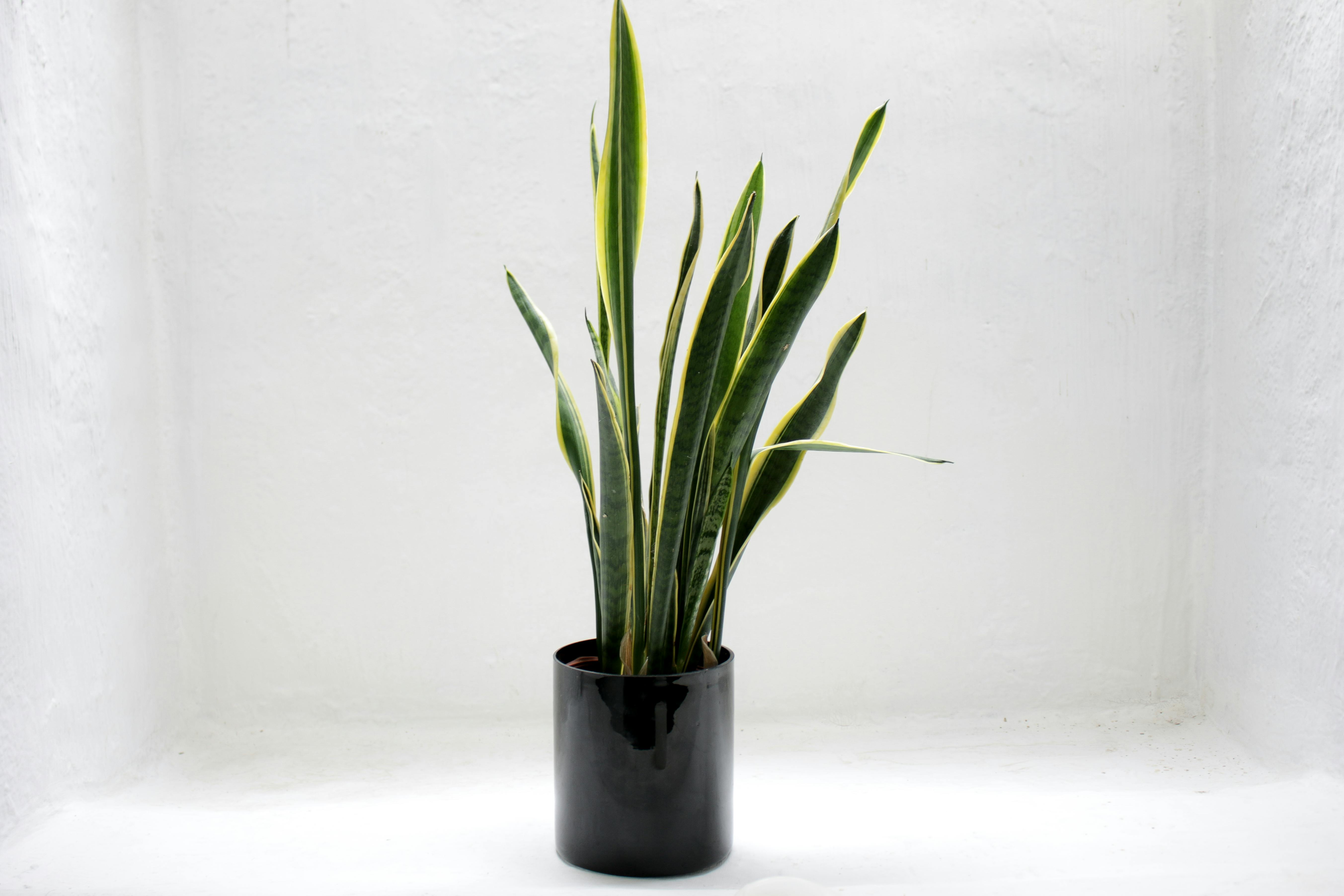5410x3607 Photo of Green Snake House Plant · Free