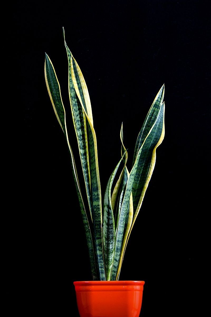 800x1200 Snake Plant Varieties to Enhance Your Collection